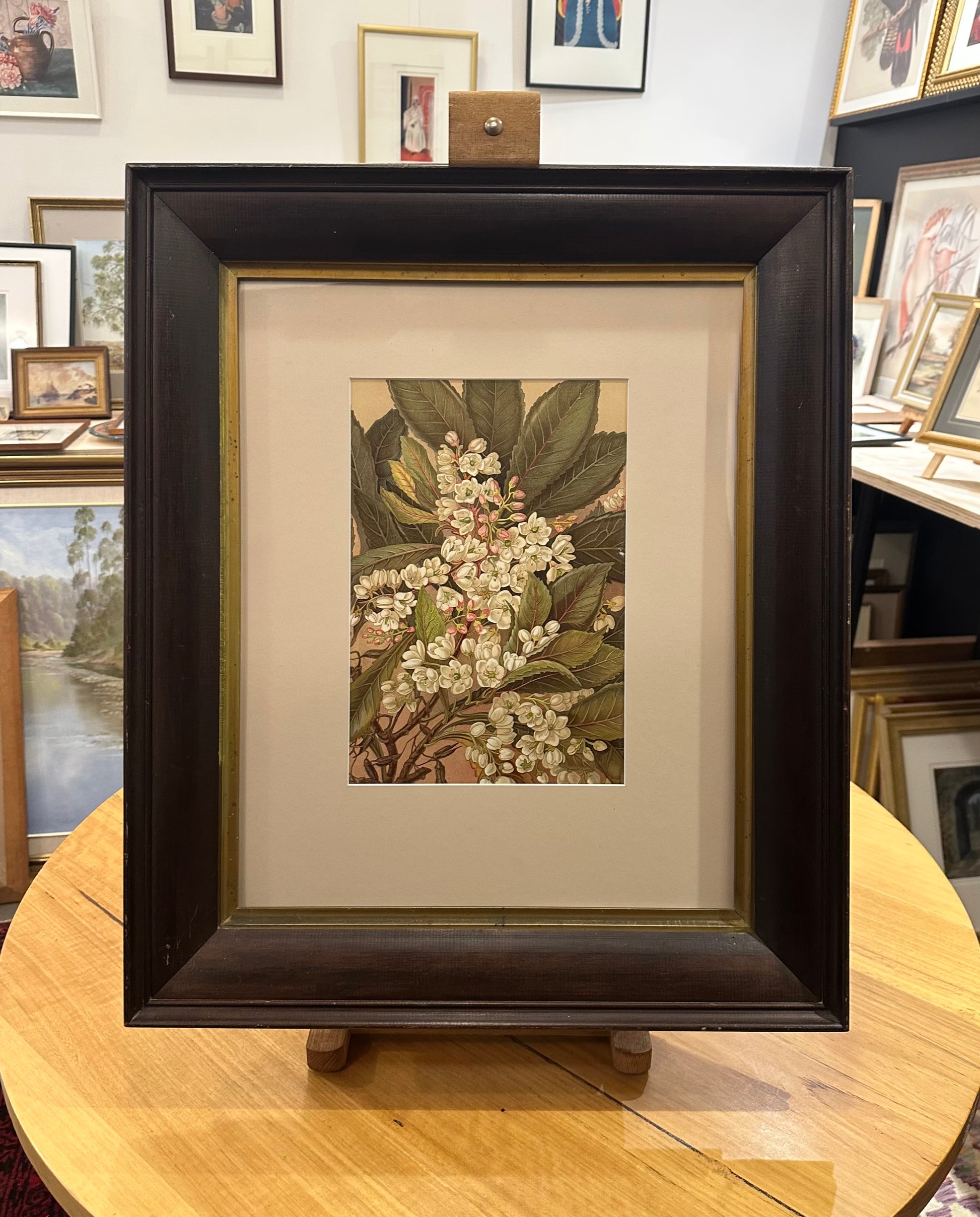1891 Antique chromolithograph, Louisa A Meredith, Australian, flowers, botanical art, framed art
