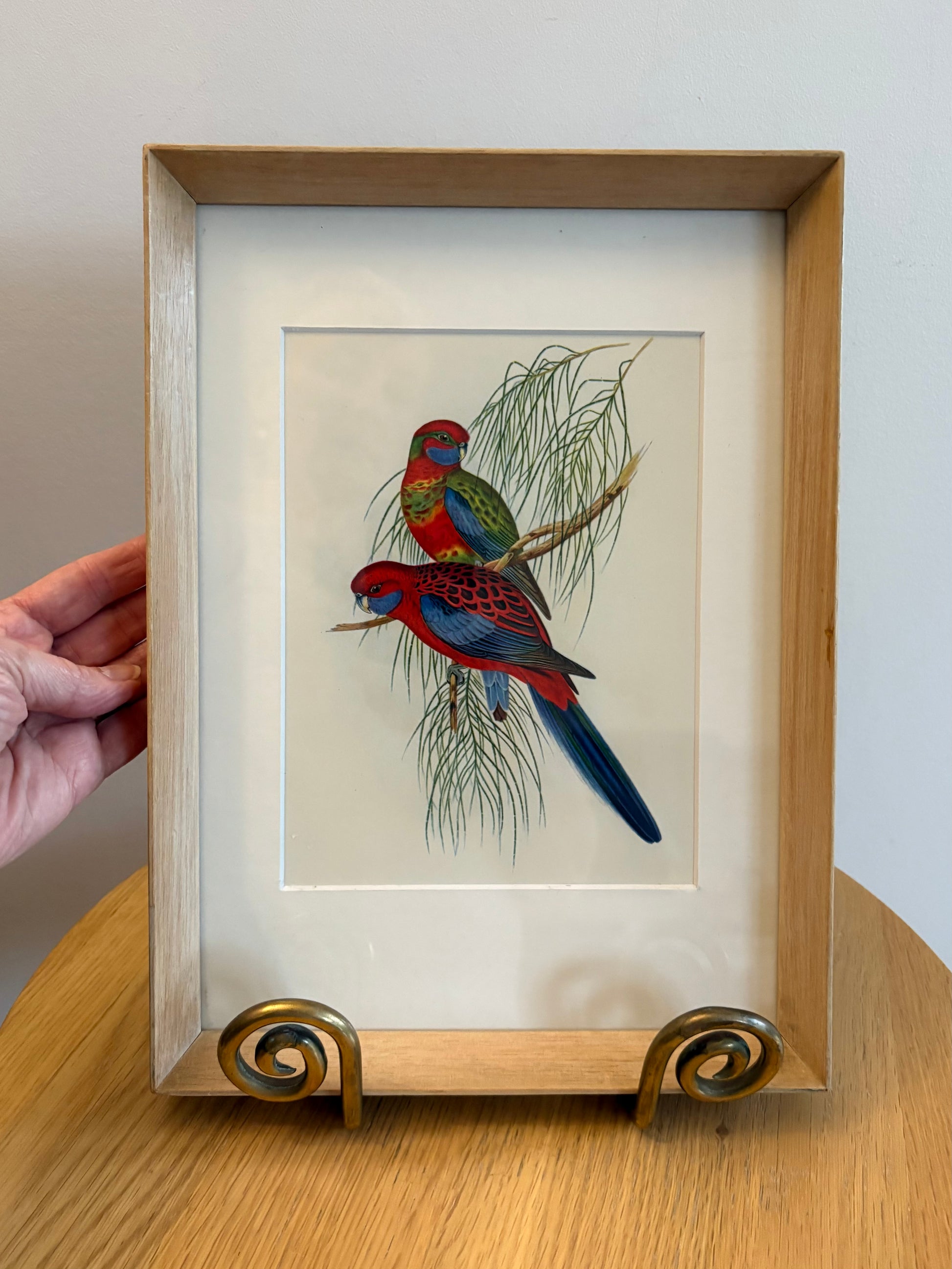 Miniature Gould "Birds of Australia" 1948 print of Rosellas, vintage framed art