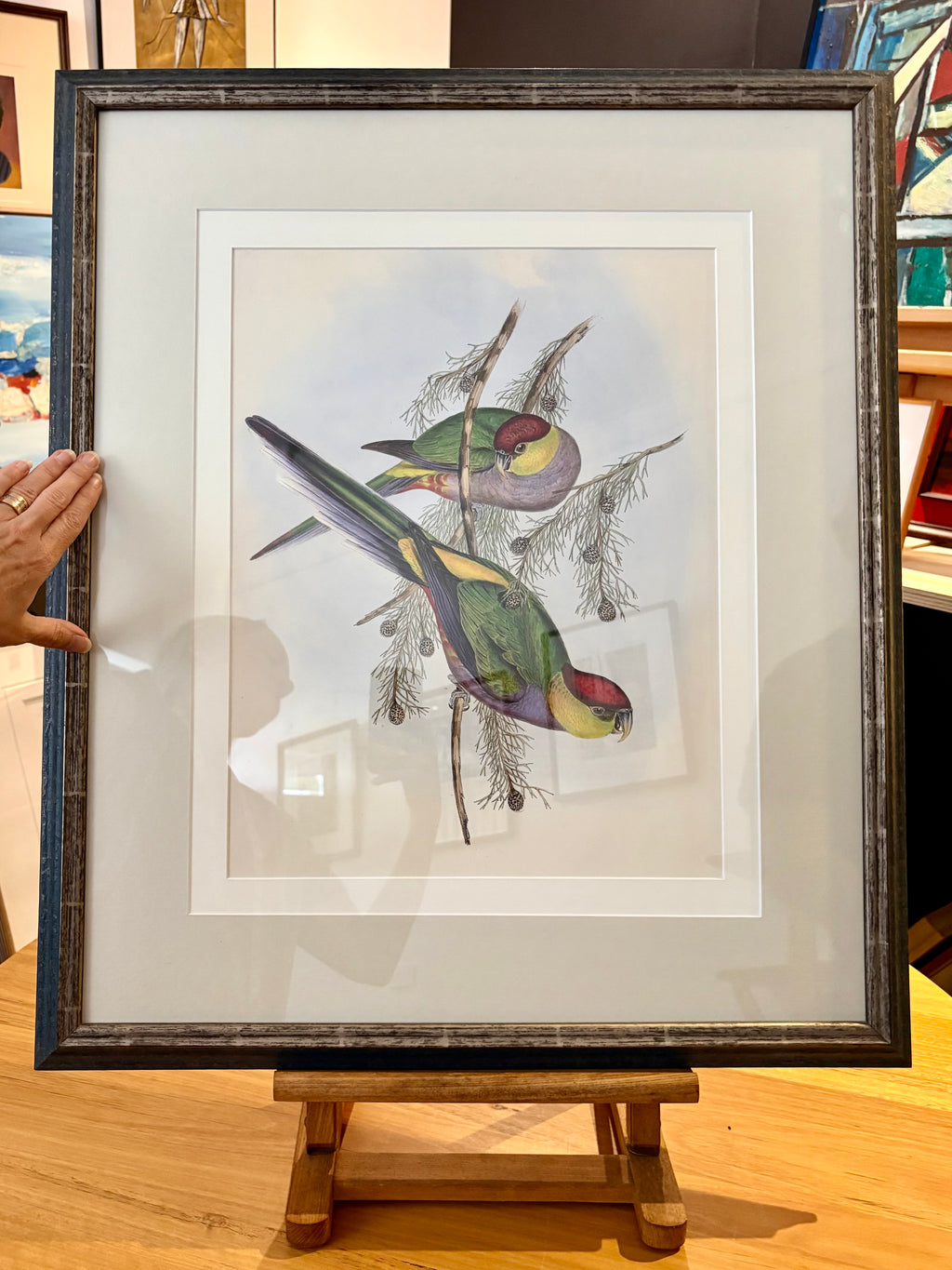 1989 Authentic limited edition 64/500 Gould print, Parakeet, vintage art