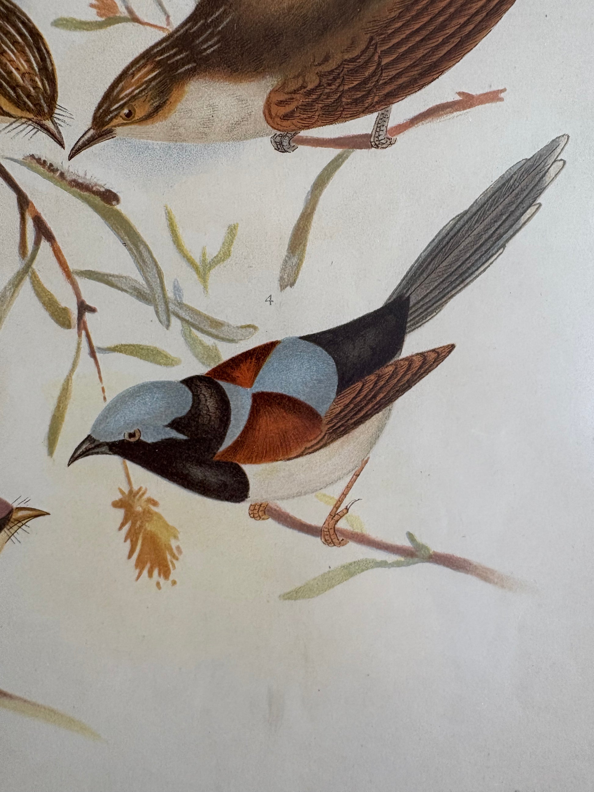 1891 Antique lithographic print, Gracius Broinowski, Warblers, Australian birds, framed art
