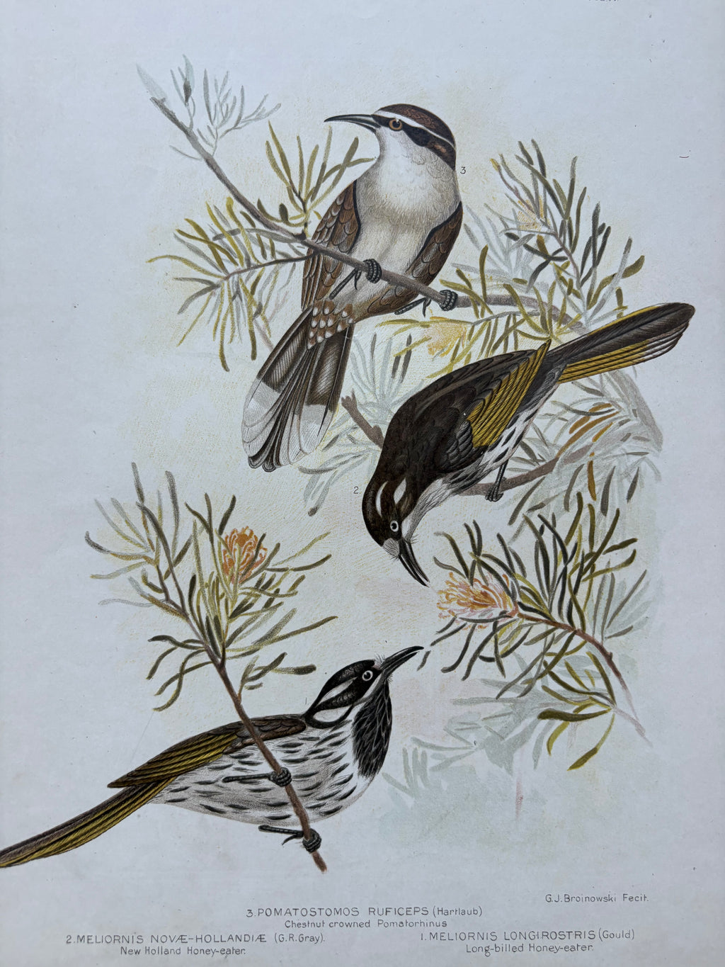 1891 Antique lithographic print, Gracius Broinowski, White-tailed Kingfisher, Australian birds, unframed art