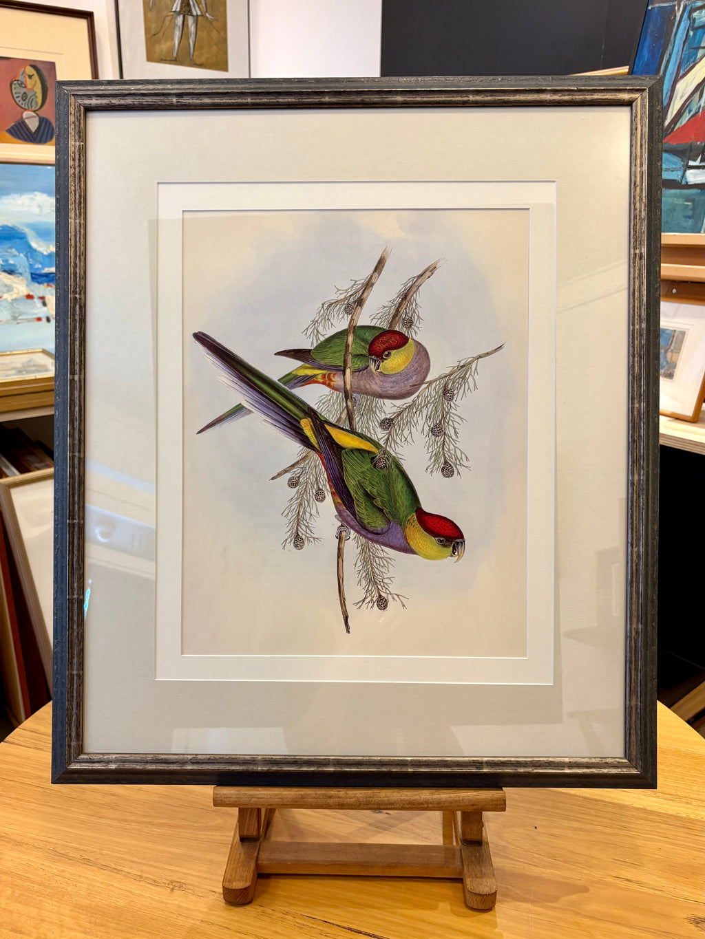 1989 Authentic limited edition 64/500 Gould print, Parakeet, vintage art