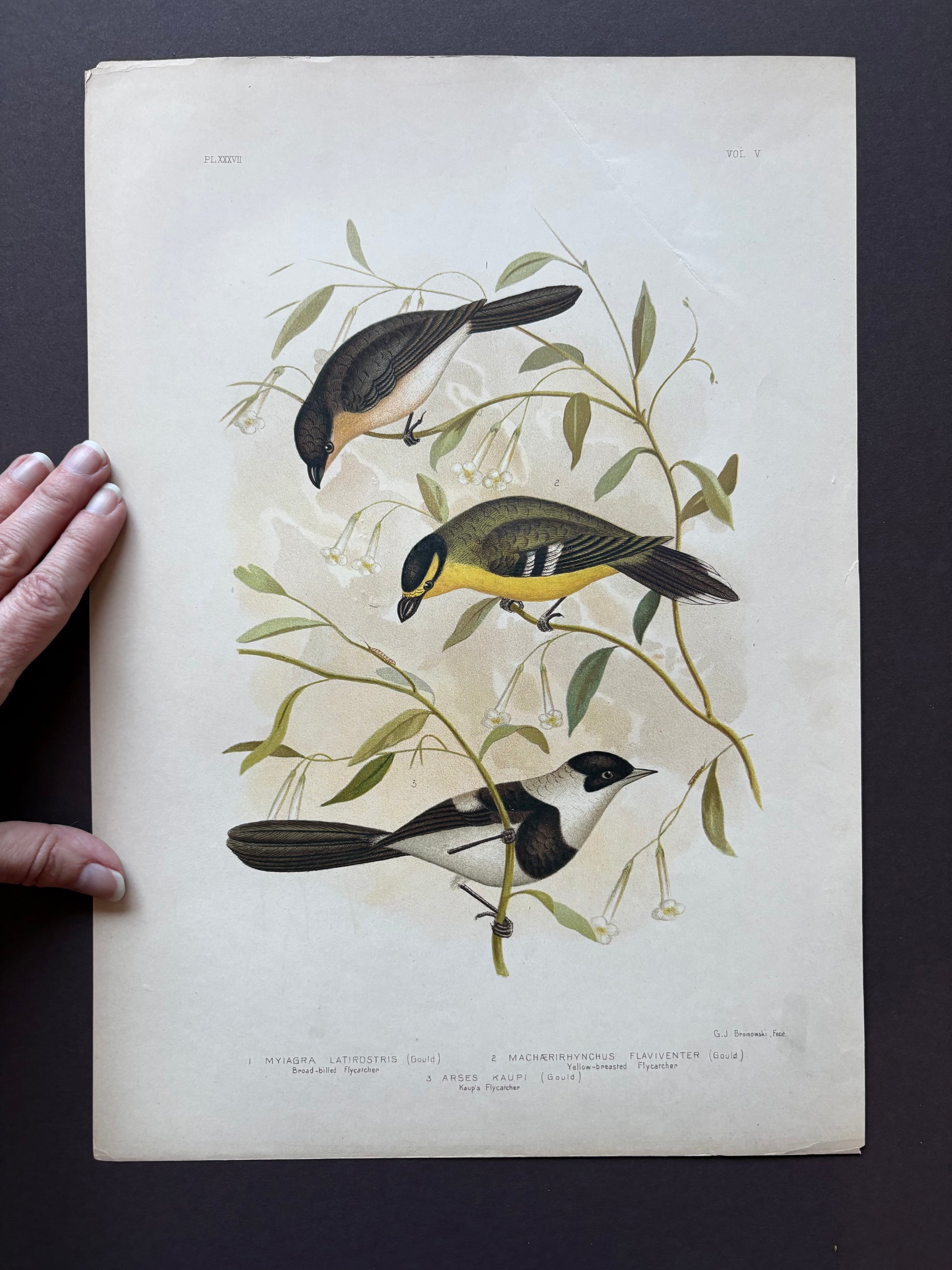1891 Antique lithographic print, Gracius Broinowski, Honeyeater, Australian birds, unframed art