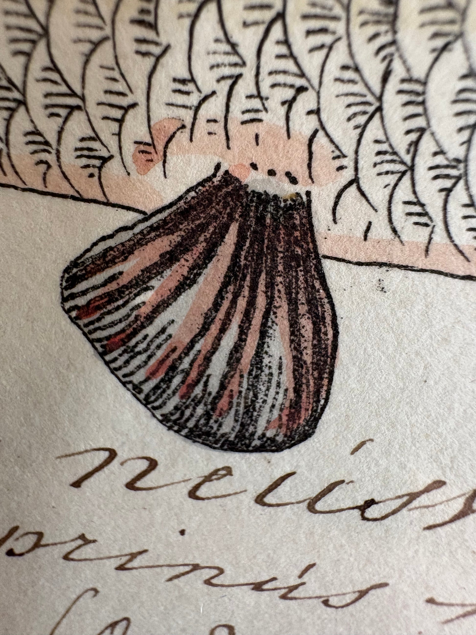 1830s Genuine antique fish engraving, hand coloured, framed original vintage wall art