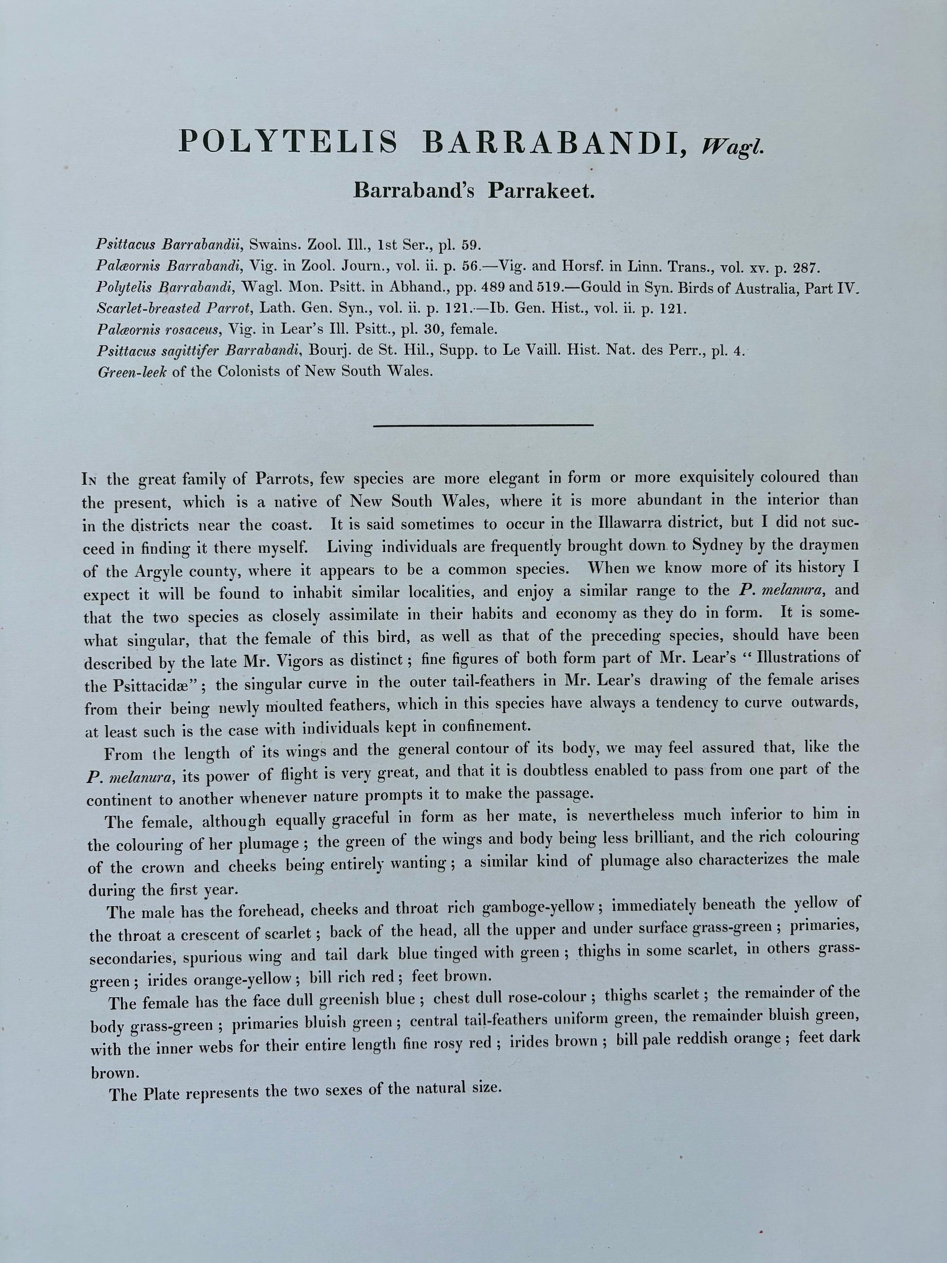 1989 Authentic limited Edition Gould print, Baraband's Parakeet, vintage art