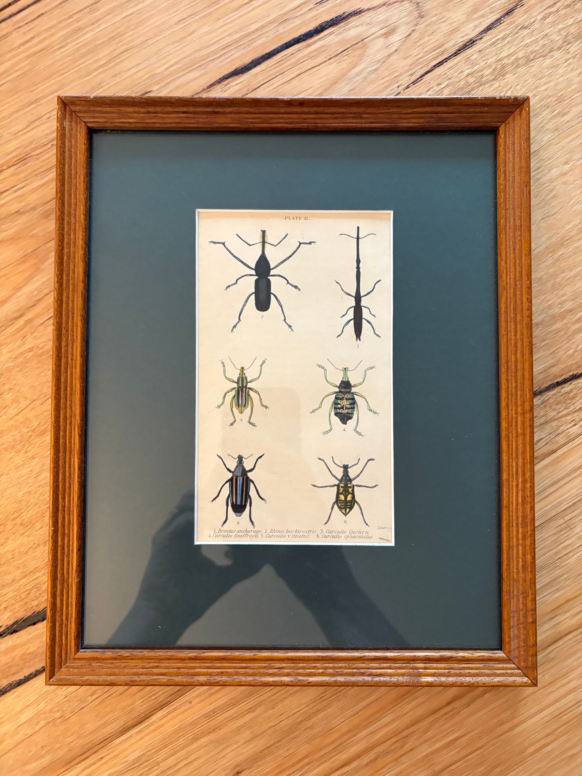 1835 genuine antique beetle artwork, hand coloured engraving, framed wall art, JamesDuncan,