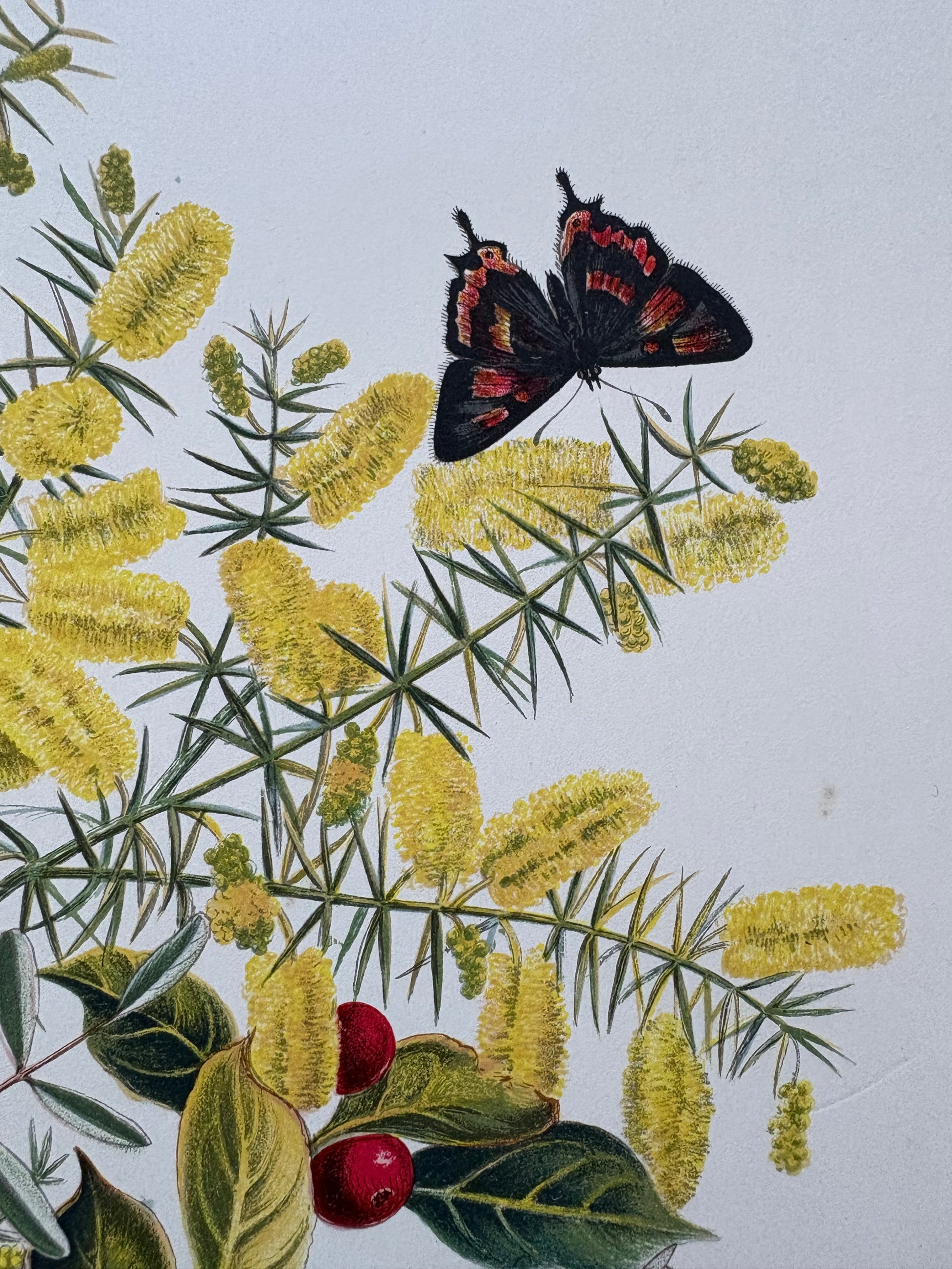 1891 Antique chromolithograph, Louisa A Meredith, Australian, botanical art, butterfly