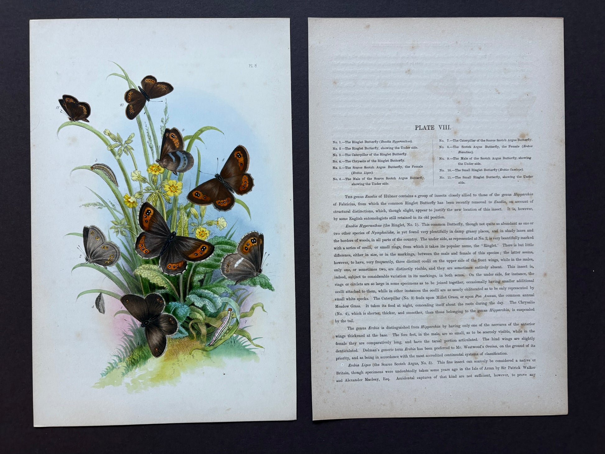1840s Genuine antique butterfly lithograph with hand colouring, flowers, vintage art