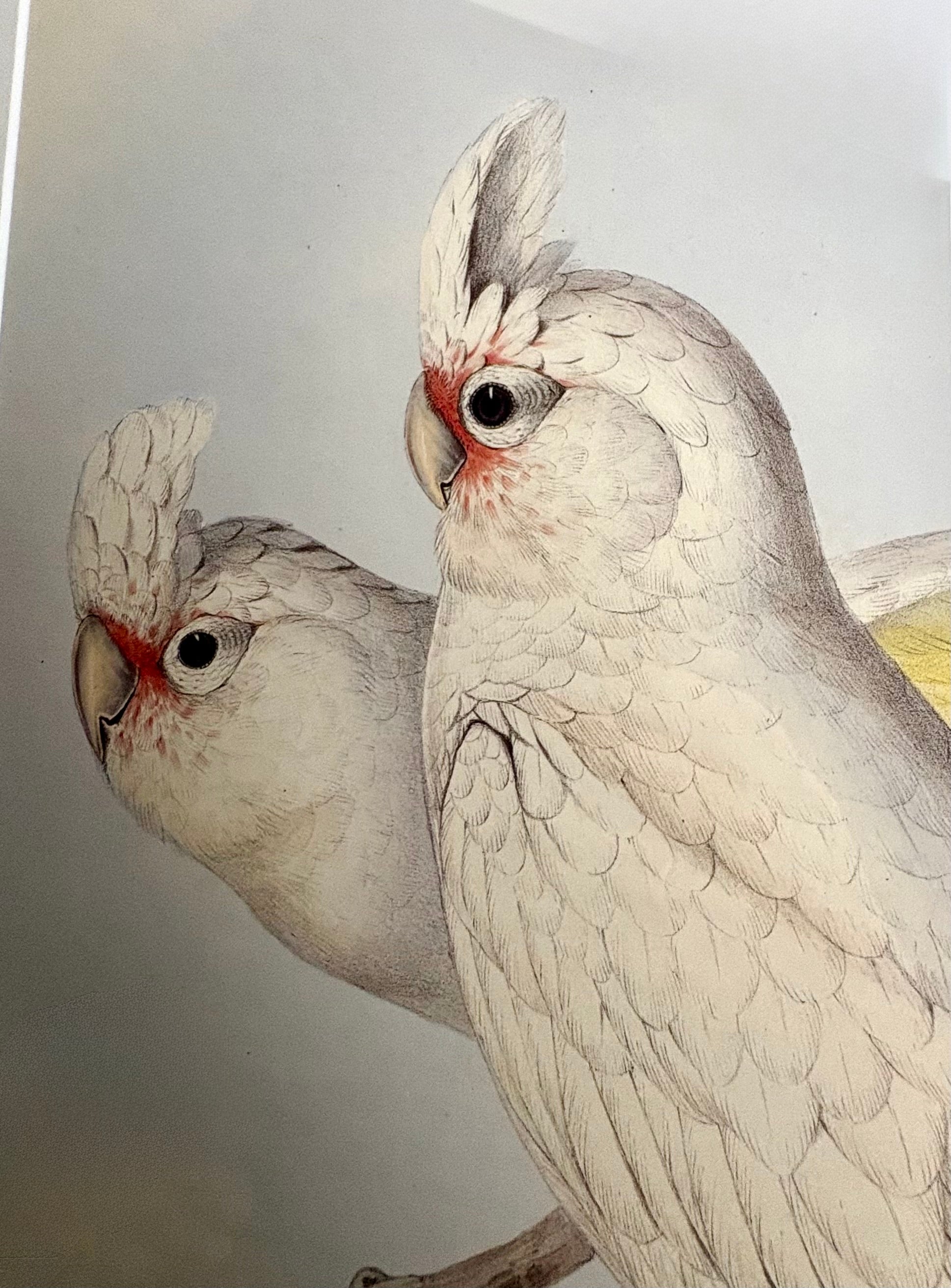 1989 Authentic limited edition 64/500 Gould print, Cockatoo, vintage art