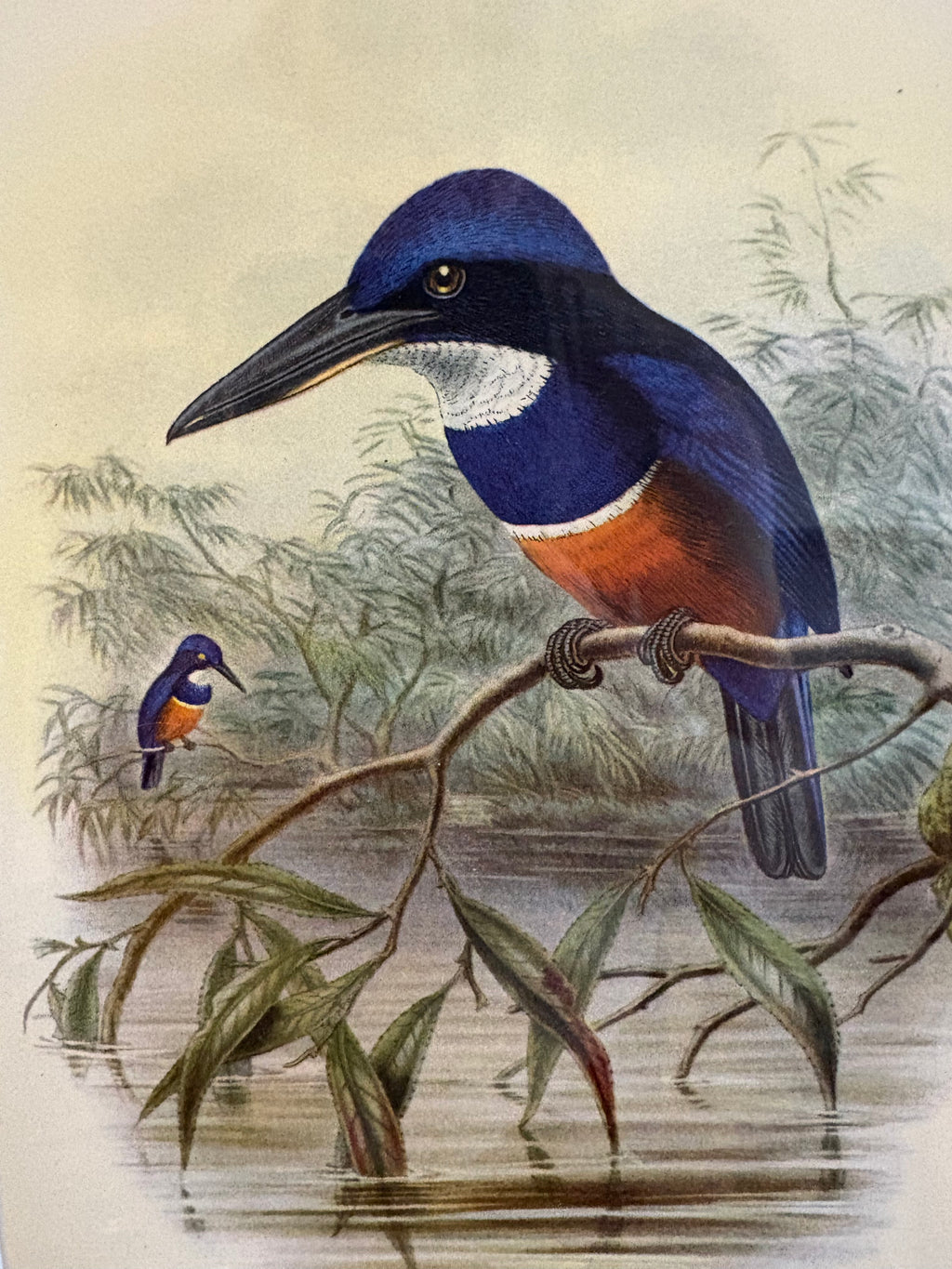 Miniature Gould "Birds of Australia" 1948 print of Kingfisher, vintage framed art