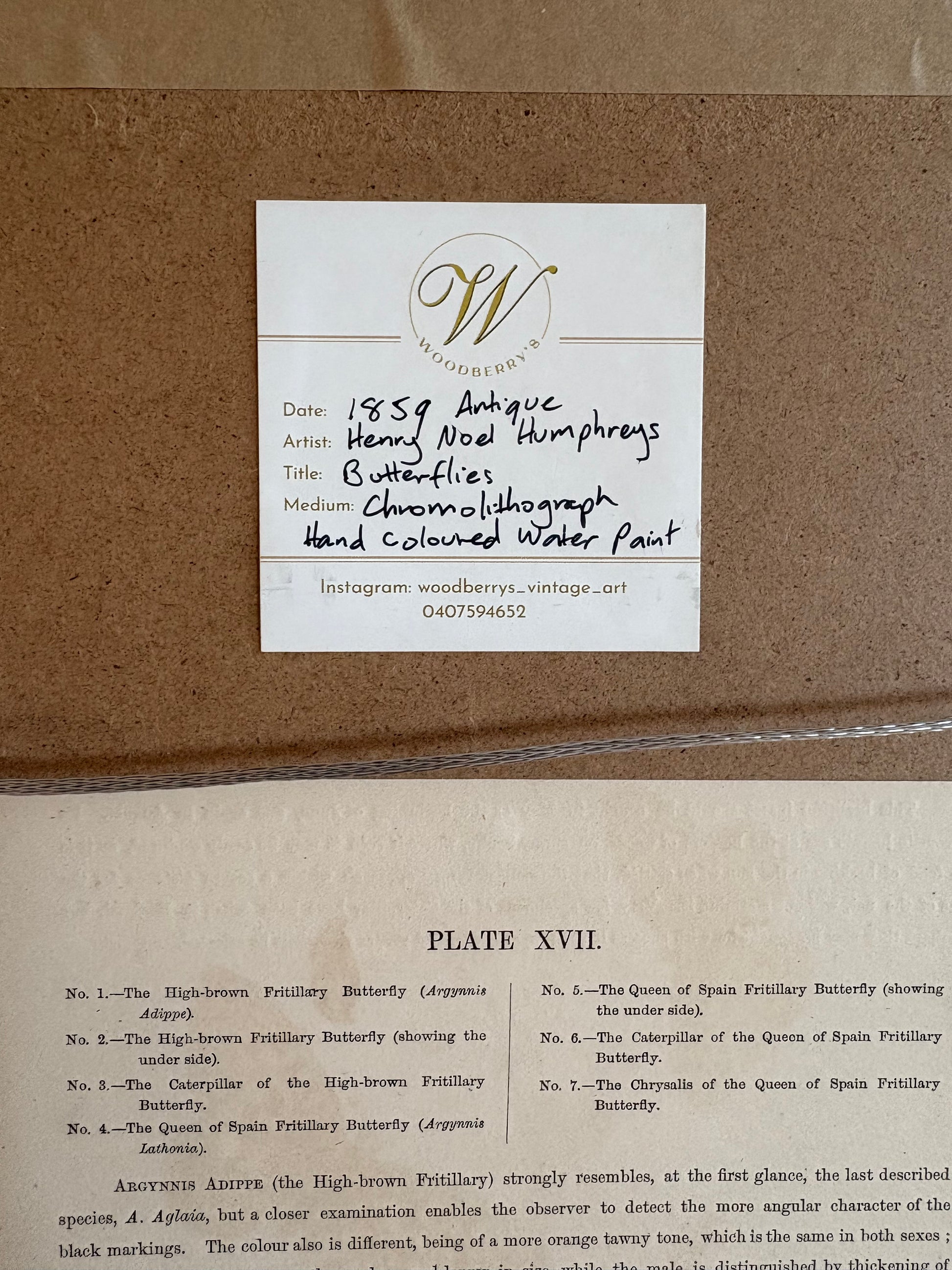 1840s Genuine antique butterfly lithograph with hand colouring, flowers, vintage framed art