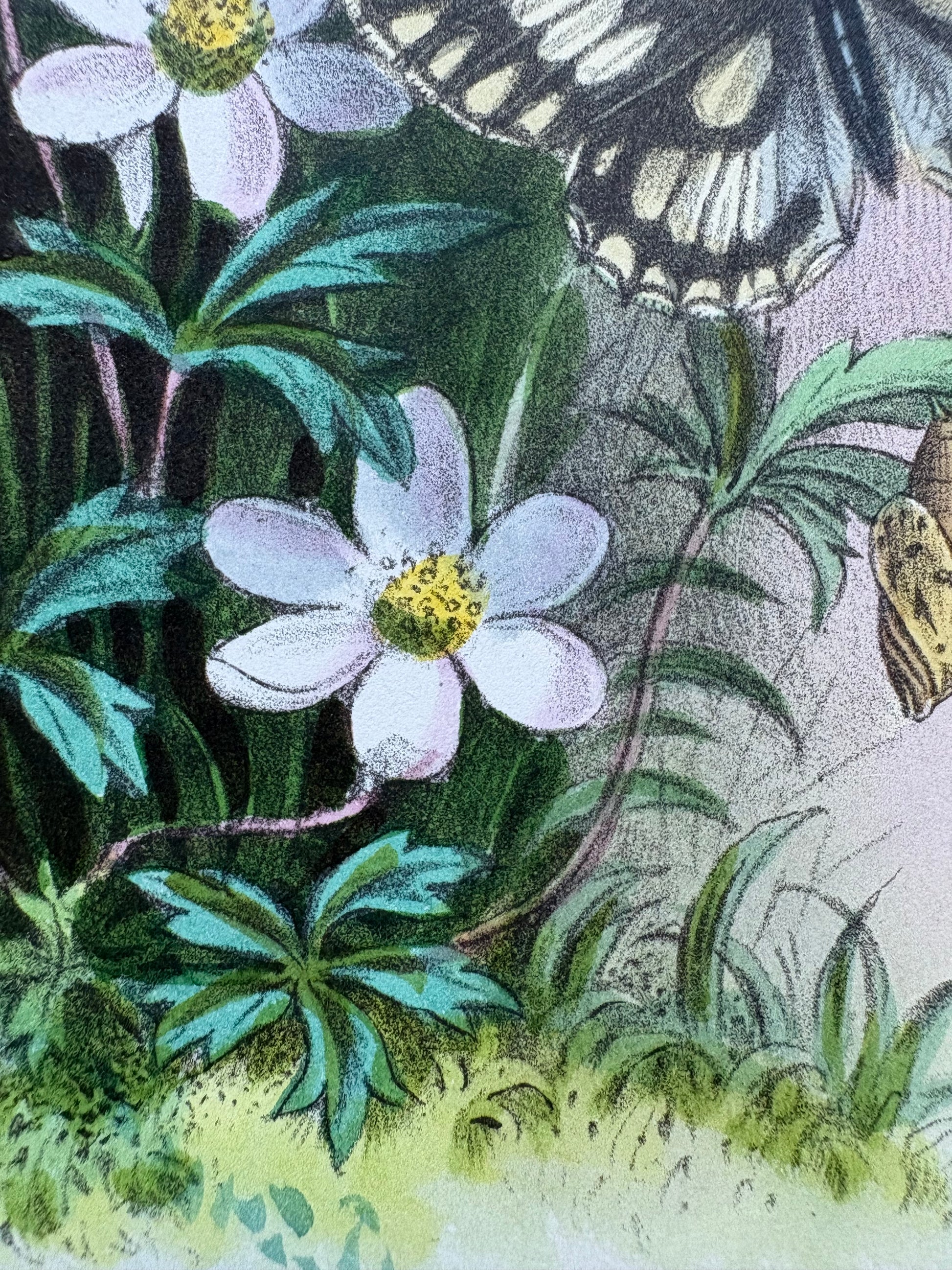 1840s Genuine antique butterfly lithograph with hand colouring, flowers, vintage art