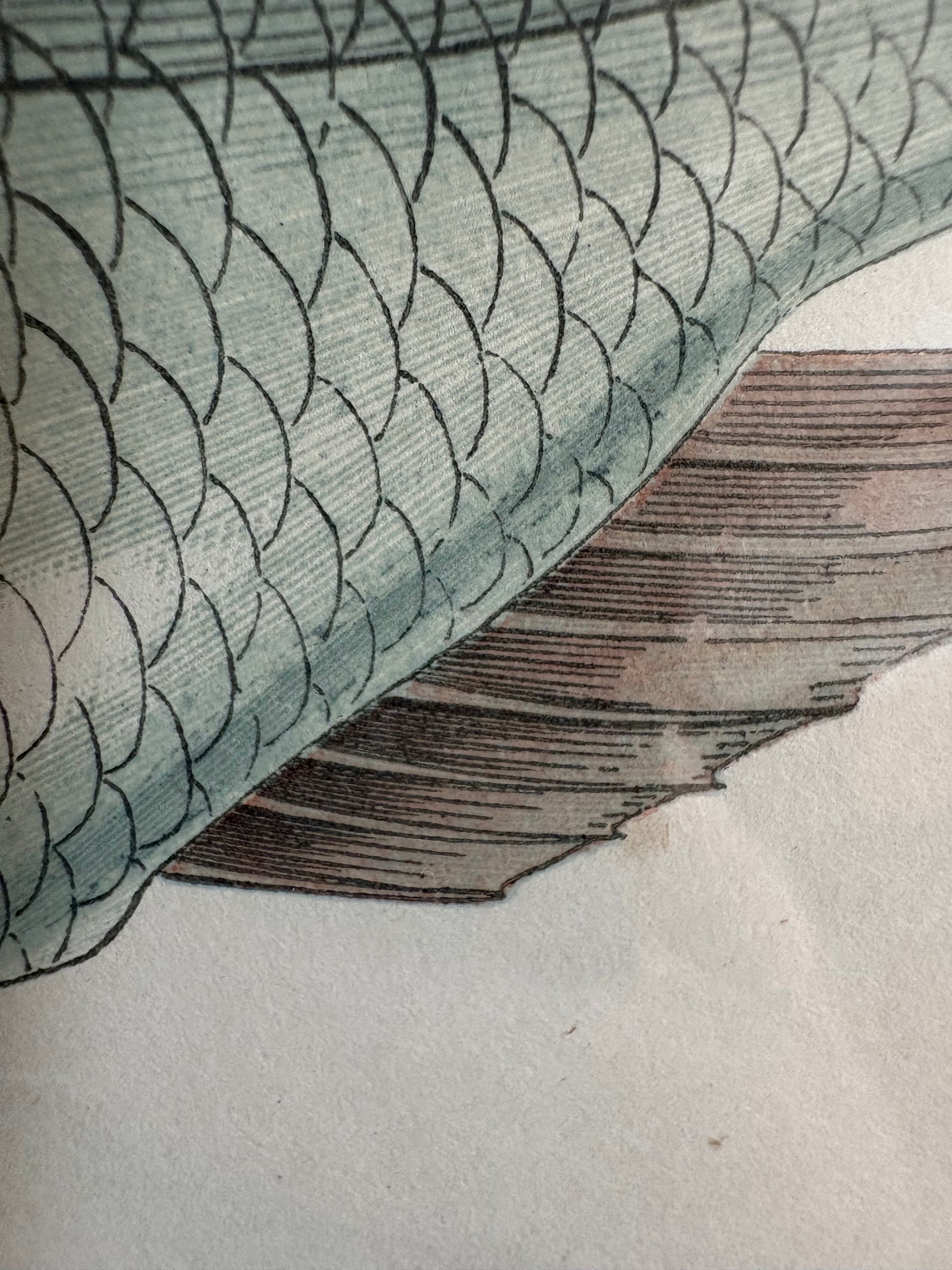 1860s Genuine antique fish engraving, hand coloured, framed original vintage wall art