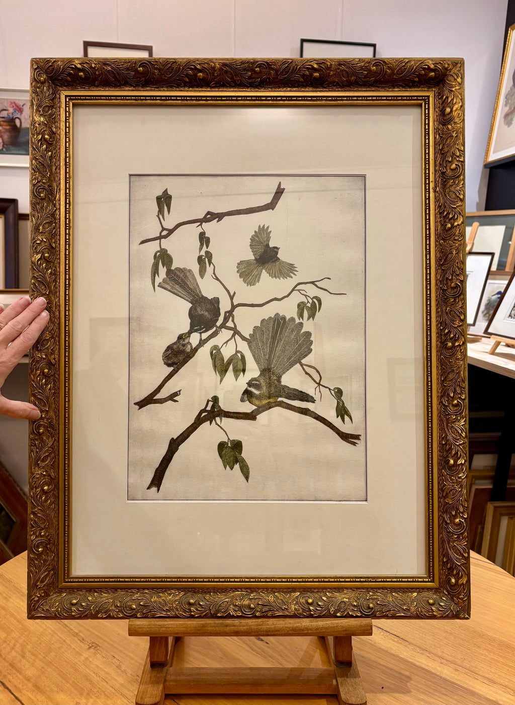 Original hand-coloured etching, Angus Fisher, Fantails, gilt framed art