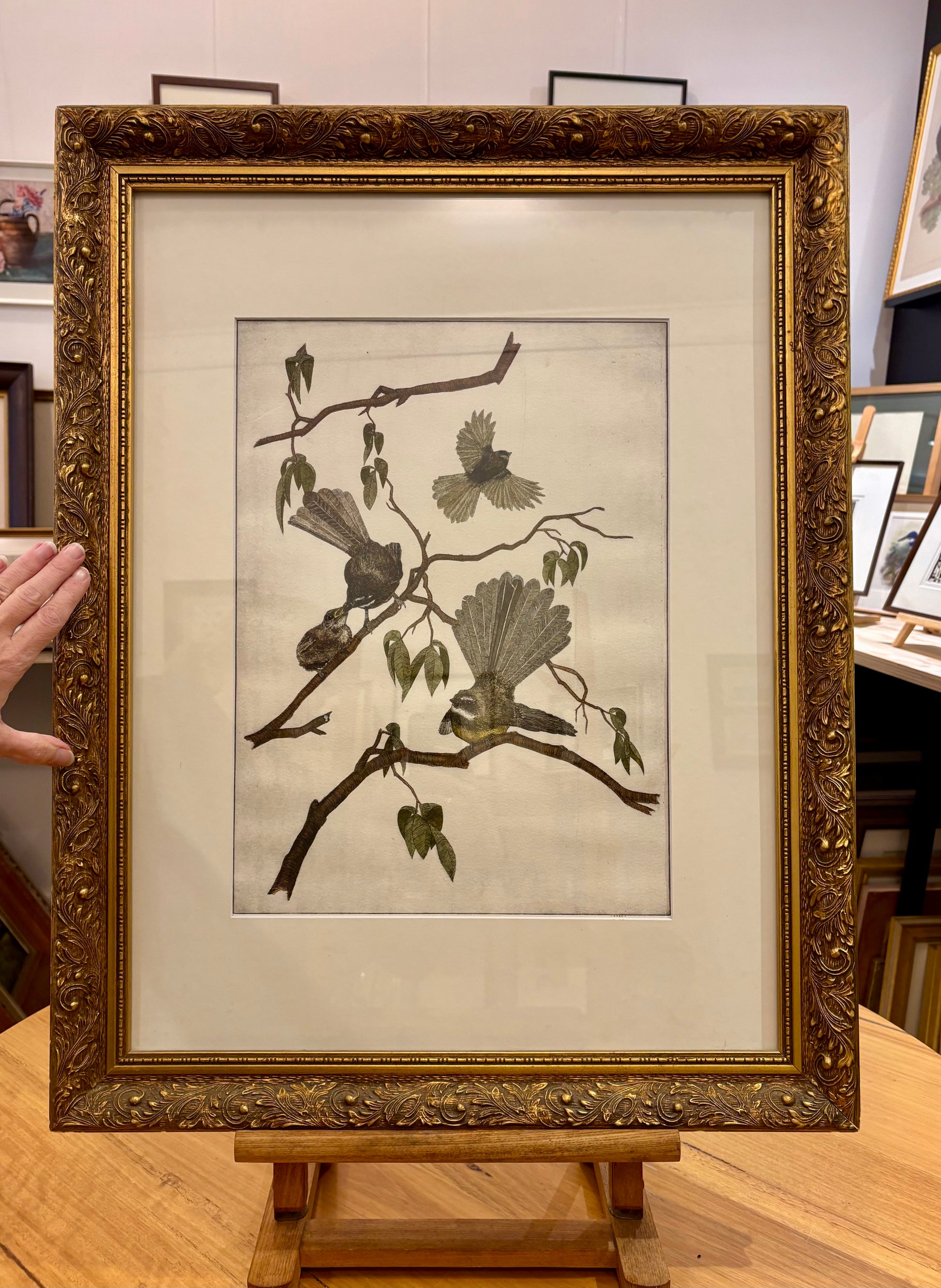 Original hand-coloured etching, Angus Fisher, Fantails, gilt framed art