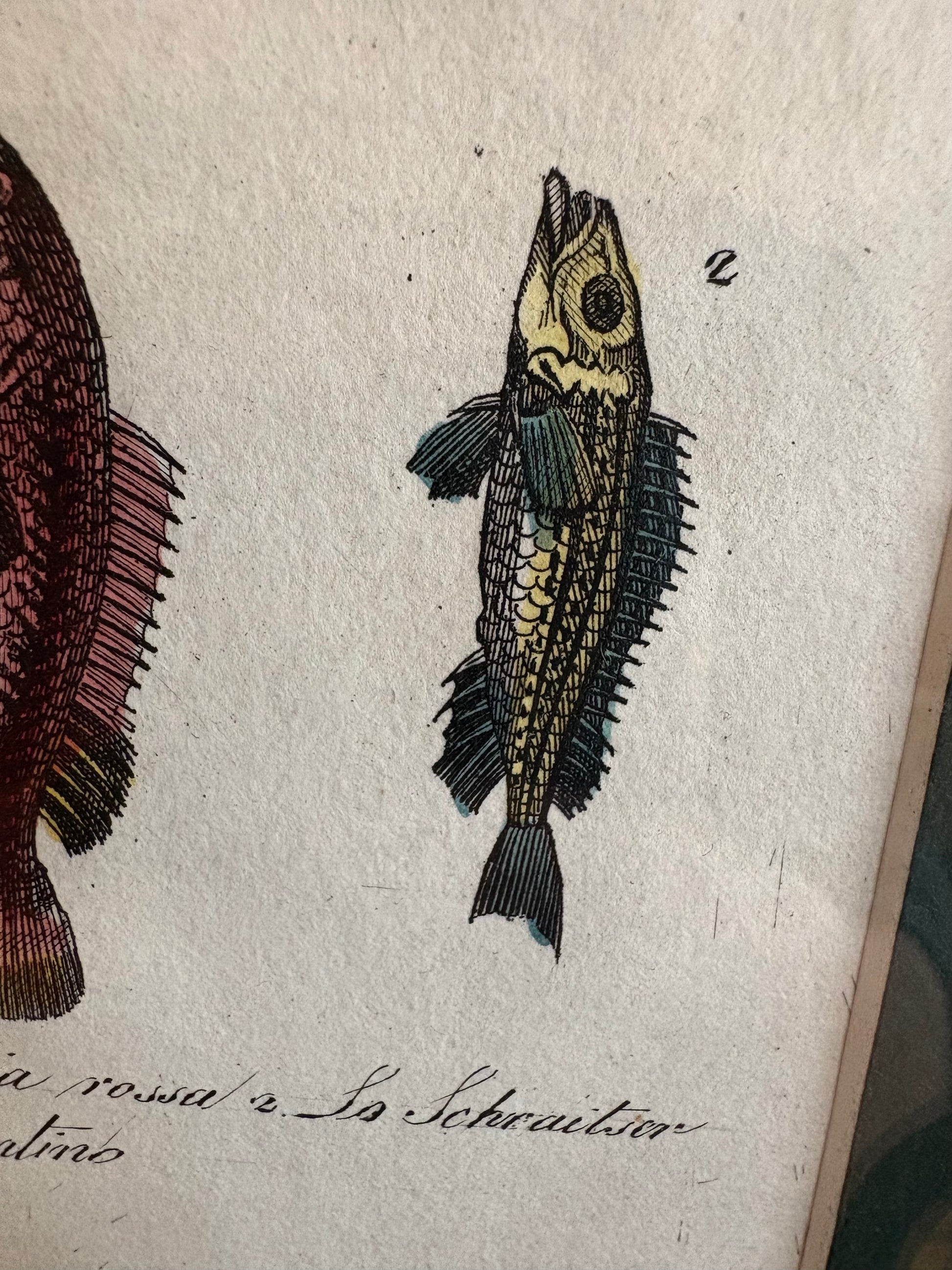 1830s Genuine antique fish engraving, hand coloured, framed original vintage wall art