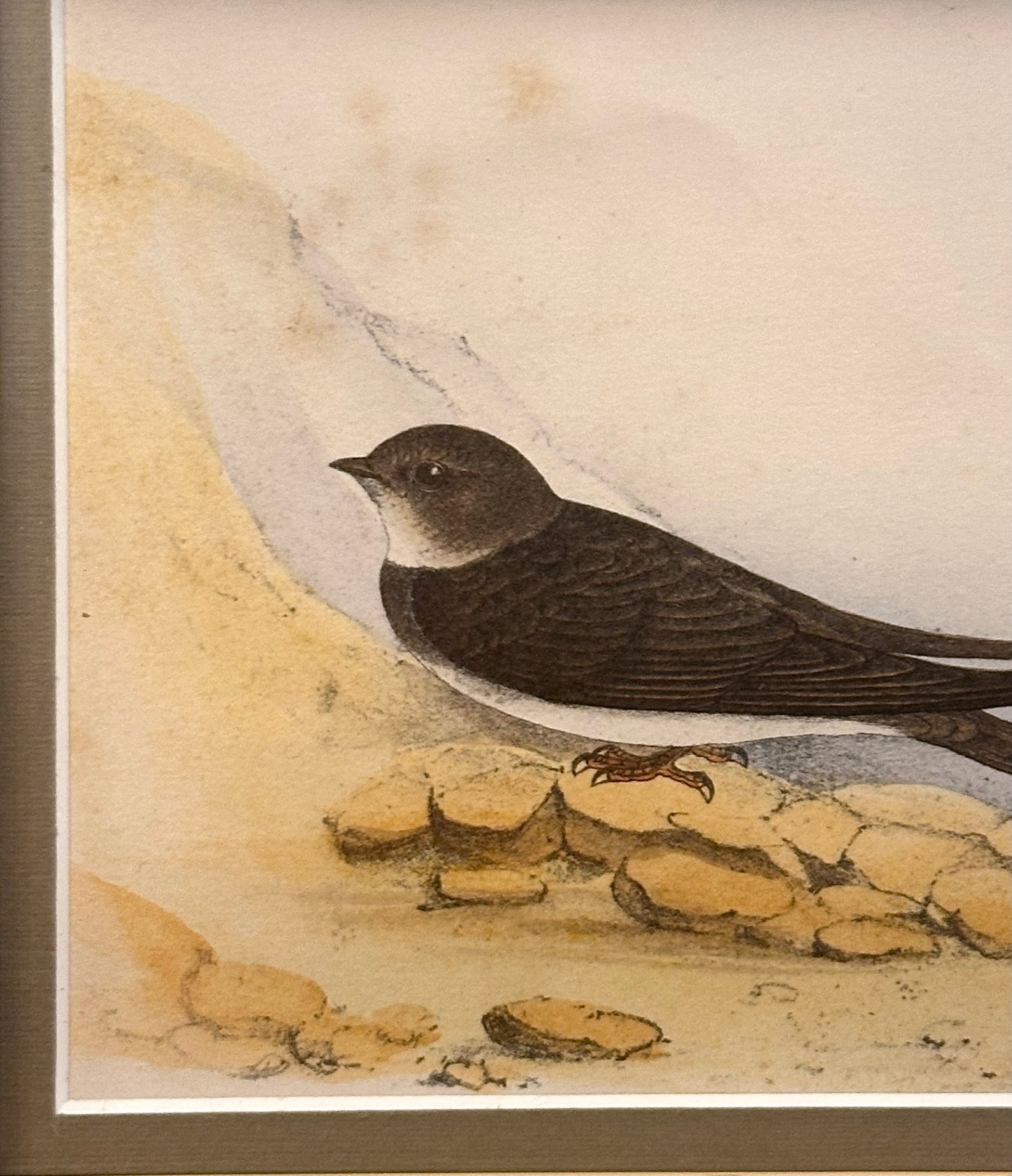 1850s Genuine antique, bird engraving, hand coloured, framed original vintage art