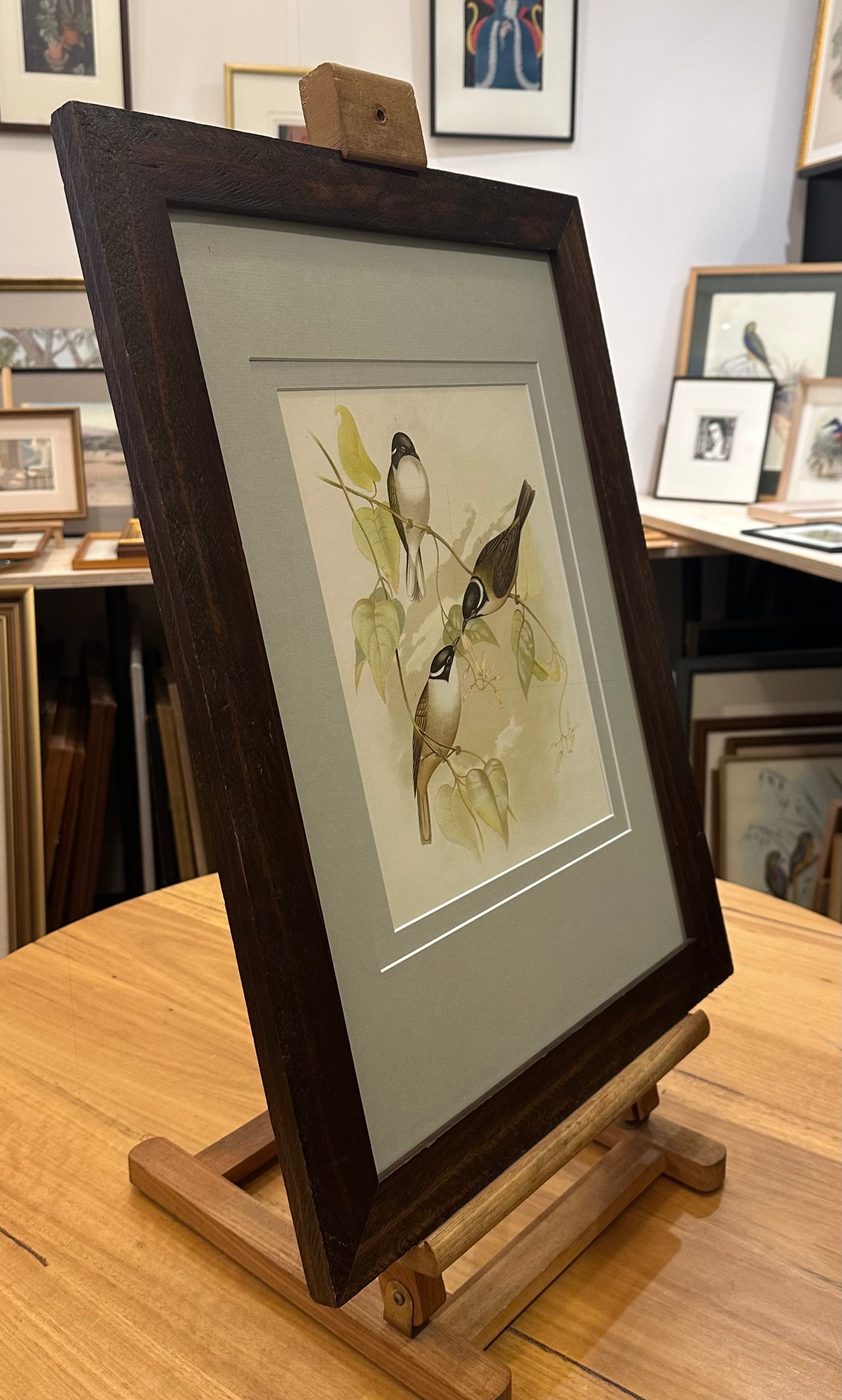 1891 Antique lithographic print, Gracius Broinowski,, Australian birds, framed art