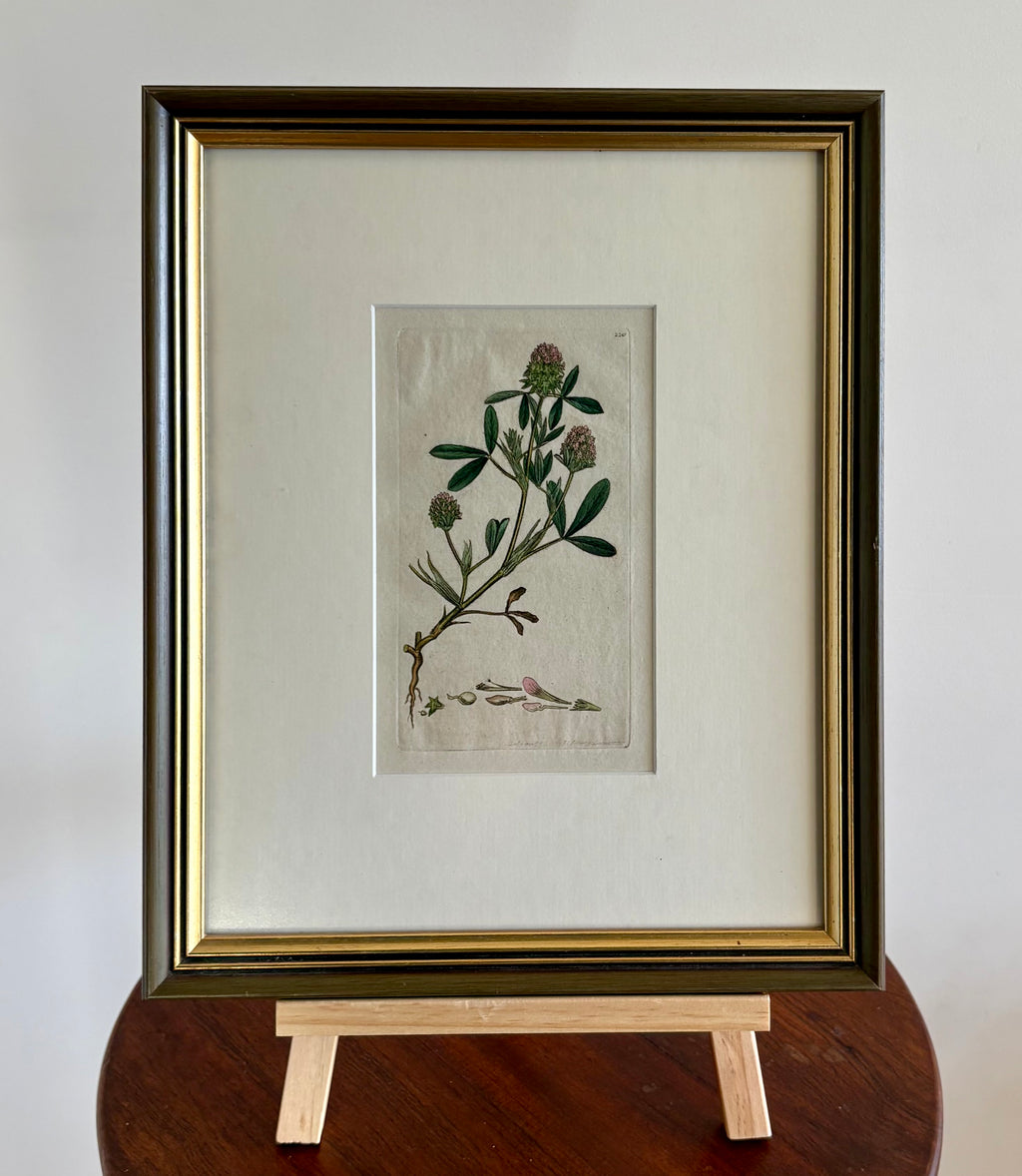 1795 antique botanical art engraving, hand painted, framed art, flower