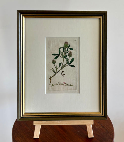 1795 antique botanical art engraving, hand painted, framed art, flower