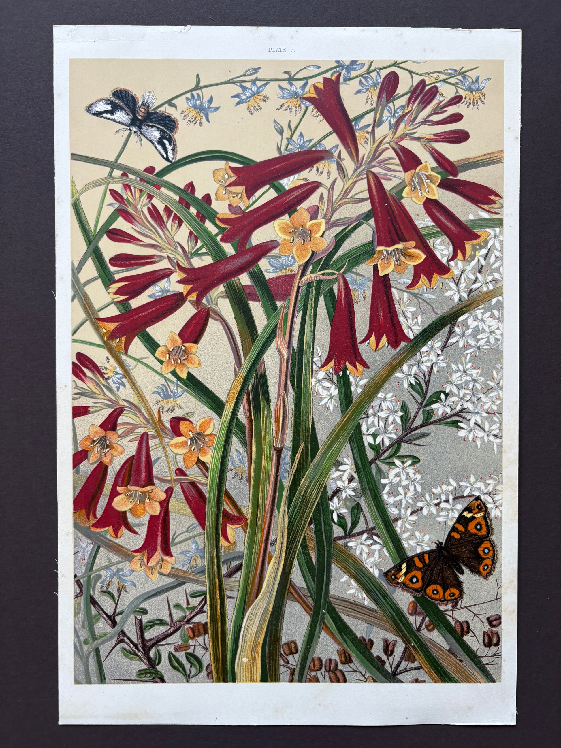 1891 Antique chromolithograph, Louisa A Meredith, Australian, botanical art, butterfly