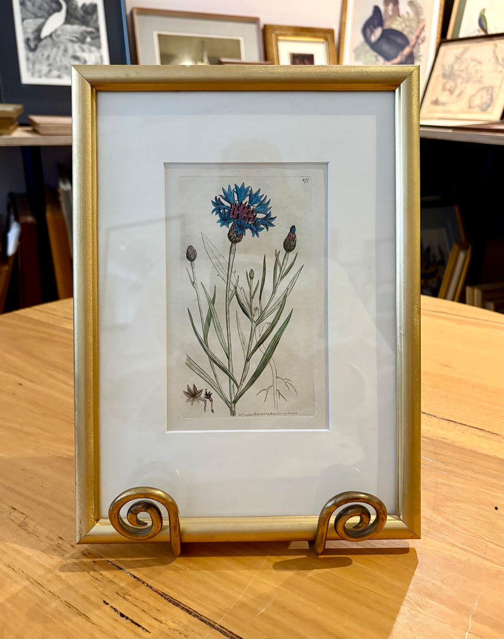 1795 antique botanical art engraving, cornflower, hand painted, framed art, flower