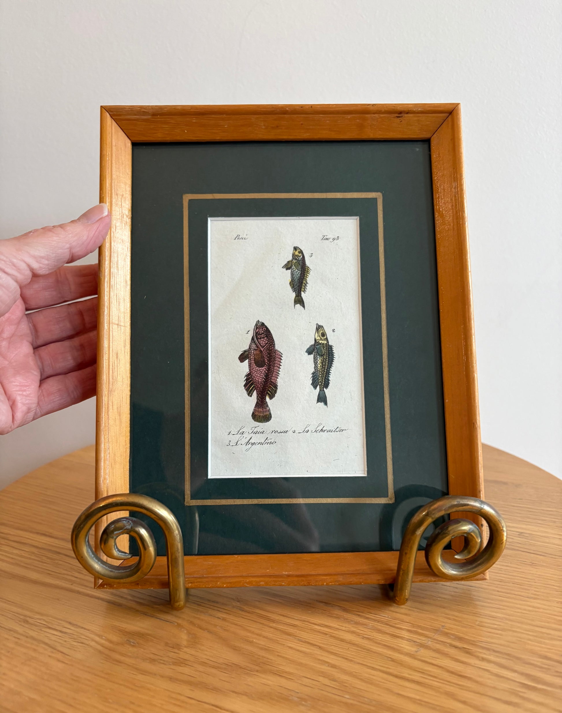 1830s Genuine antique fish engraving, hand coloured, framed original vintage wall art