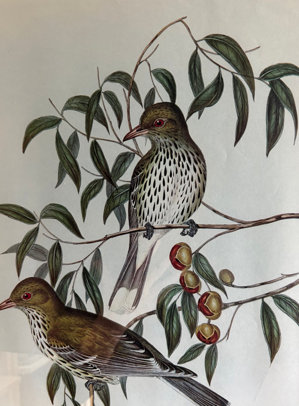 Gould "Birds of Australia" 1970s print, vintage framed art
