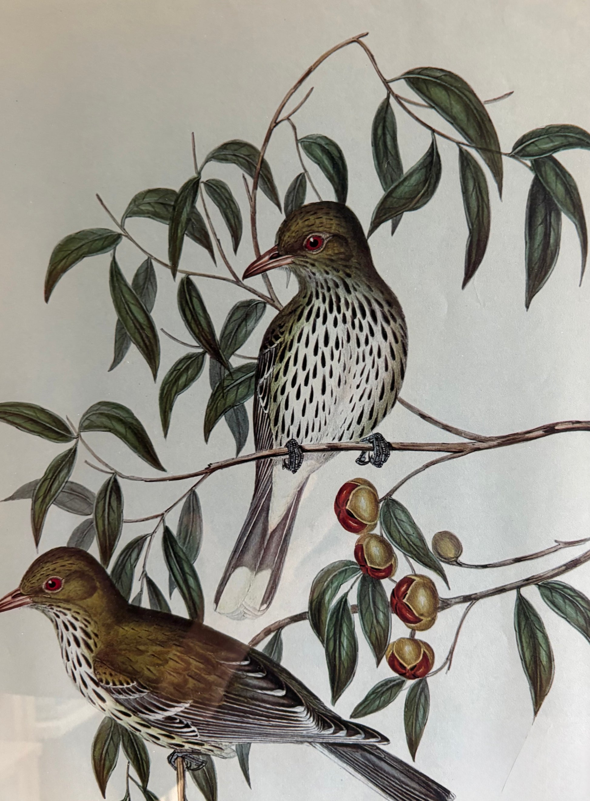 Gould "Birds of Australia" 1970s print, vintage framed art