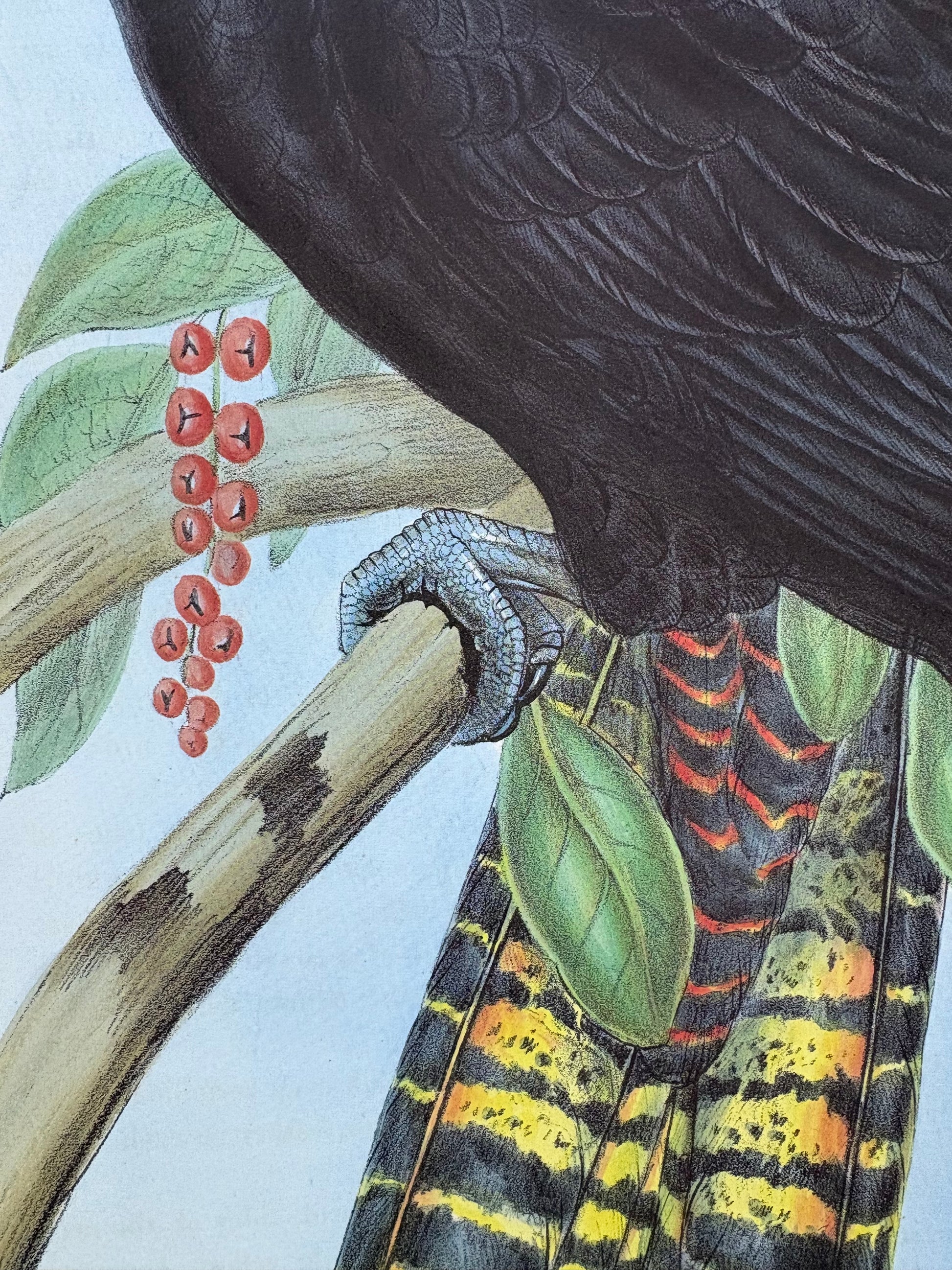 1989 Authentic limited Edition Gould print, Black Cockatoo, vintage art
