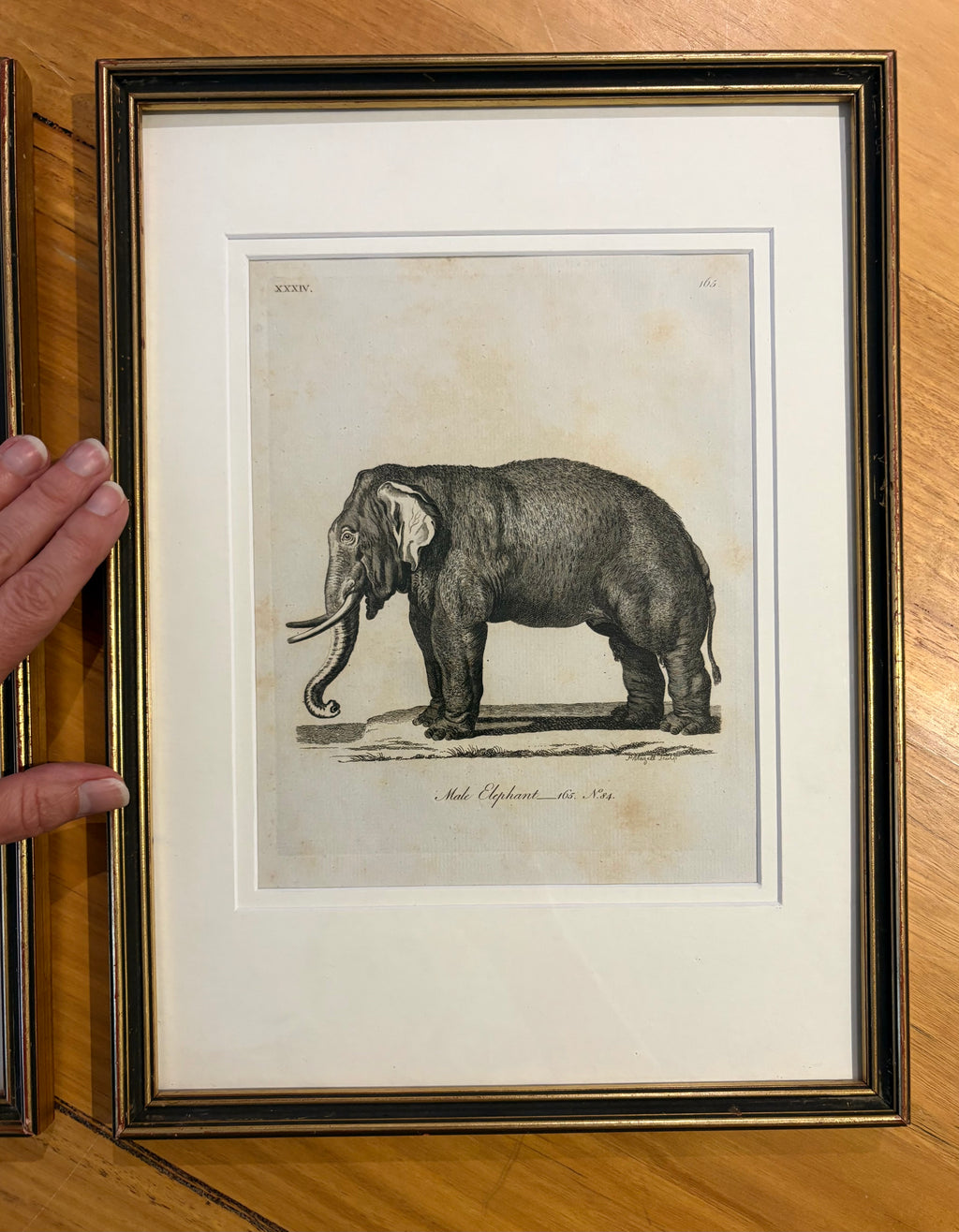1793 Antique elephant engravings, J Webber, pair, framed vintage art