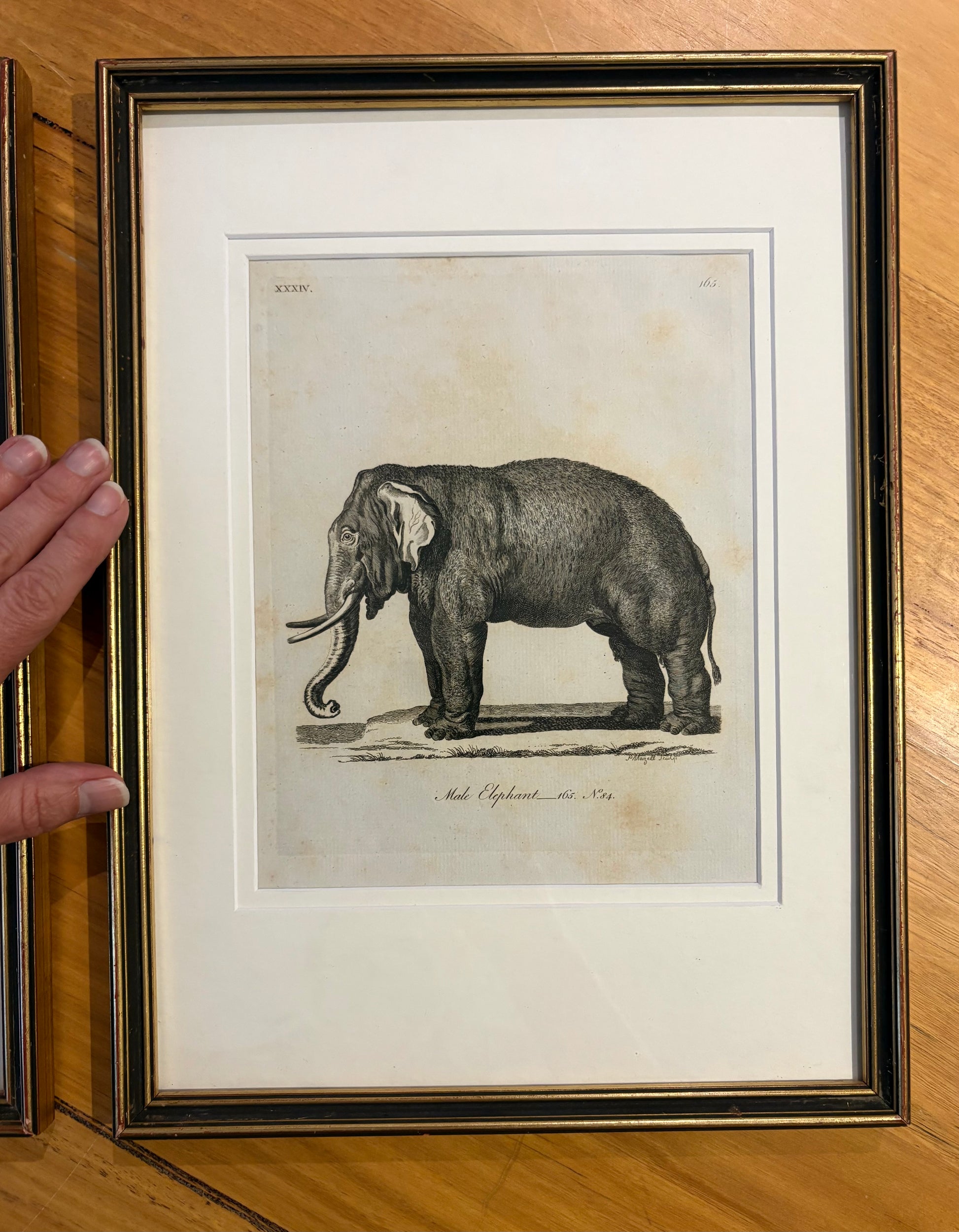 1793 Antique elephant engravings, J Webber, pair, framed vintage art