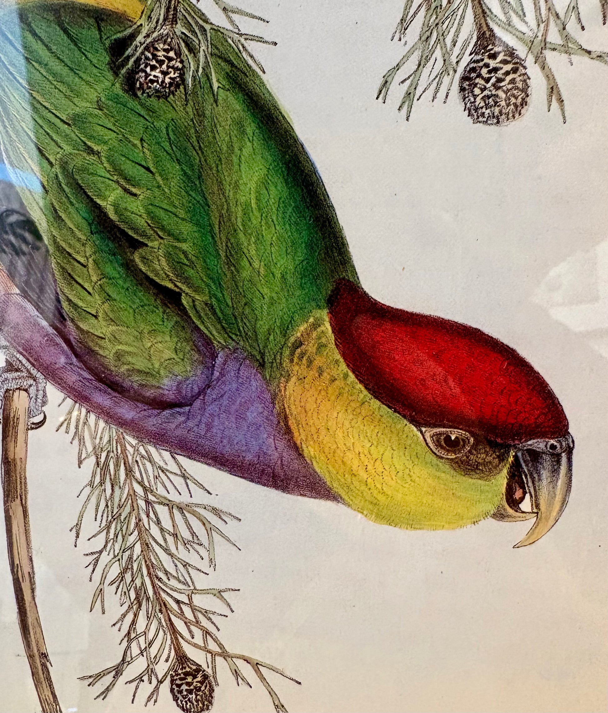 1989 Authentic limited edition 64/500 Gould print, Parakeet, vintage art