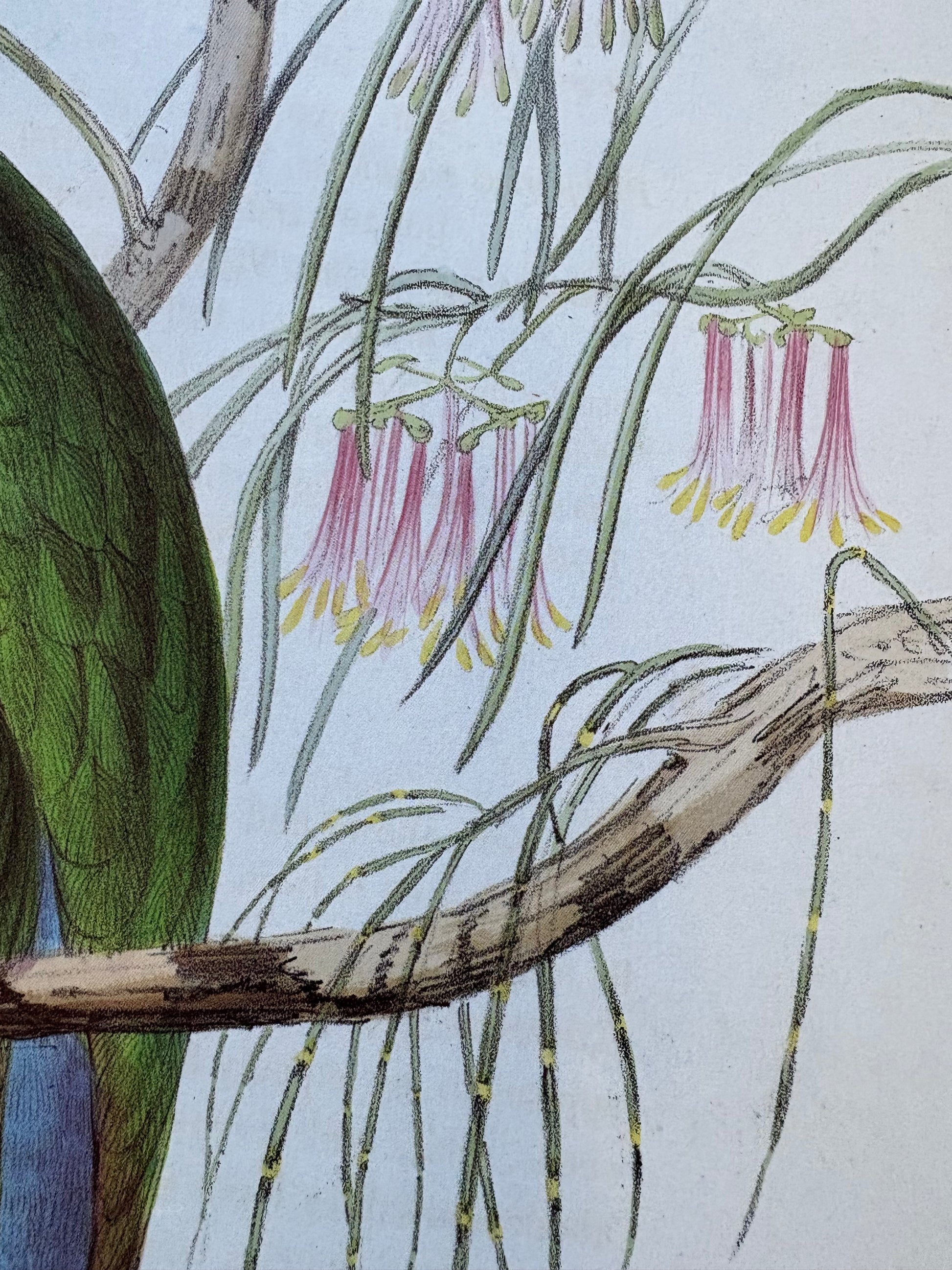 1989 Authentic limited Edition Gould print, Parrots, vintage art