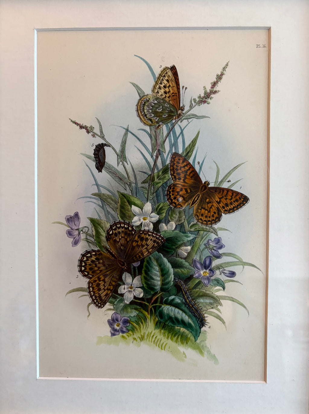 1840s Genuine antique butterfly lithograph with hand colouring, flowers, vintage framed art