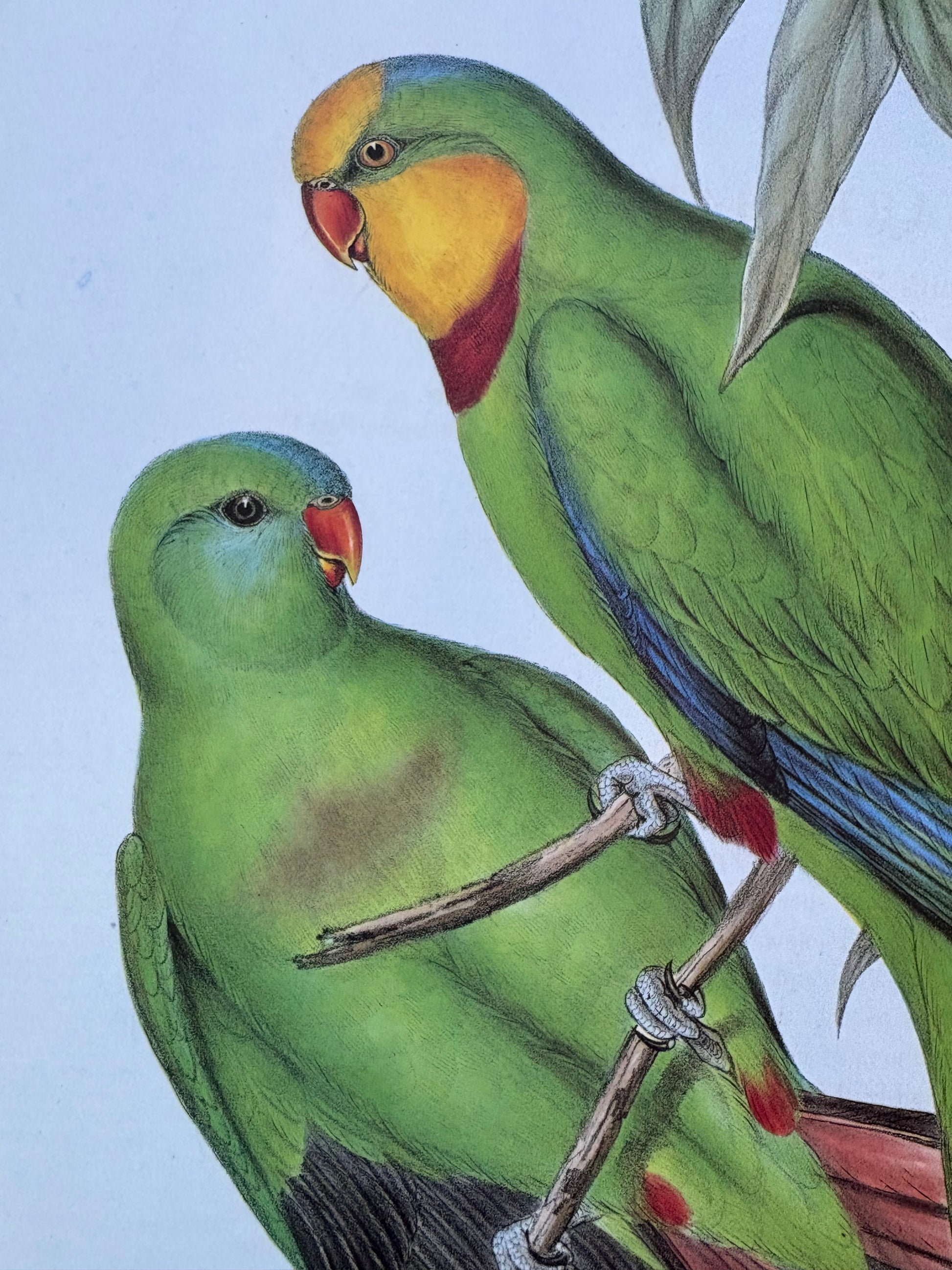 1989 Authentic limited Edition Gould print, Baraband's Parakeet, vintage art