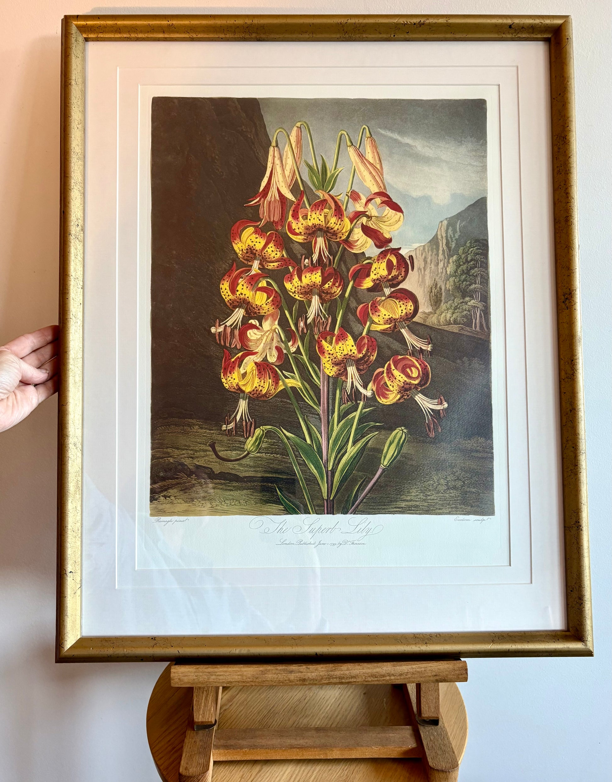 Framed large Lily print, Temple of Flora, Robert Thornton, quality framed art