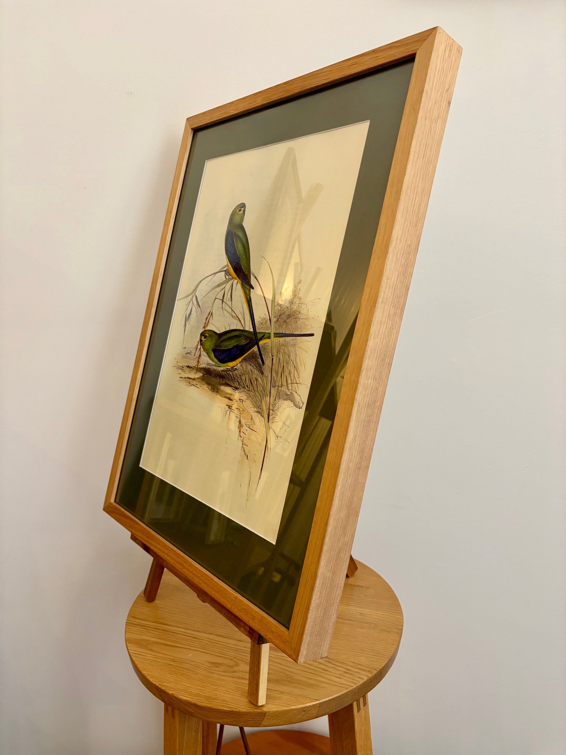 1989 Authentic limited edition 64/500 Gould print, Parakeet, vintage art