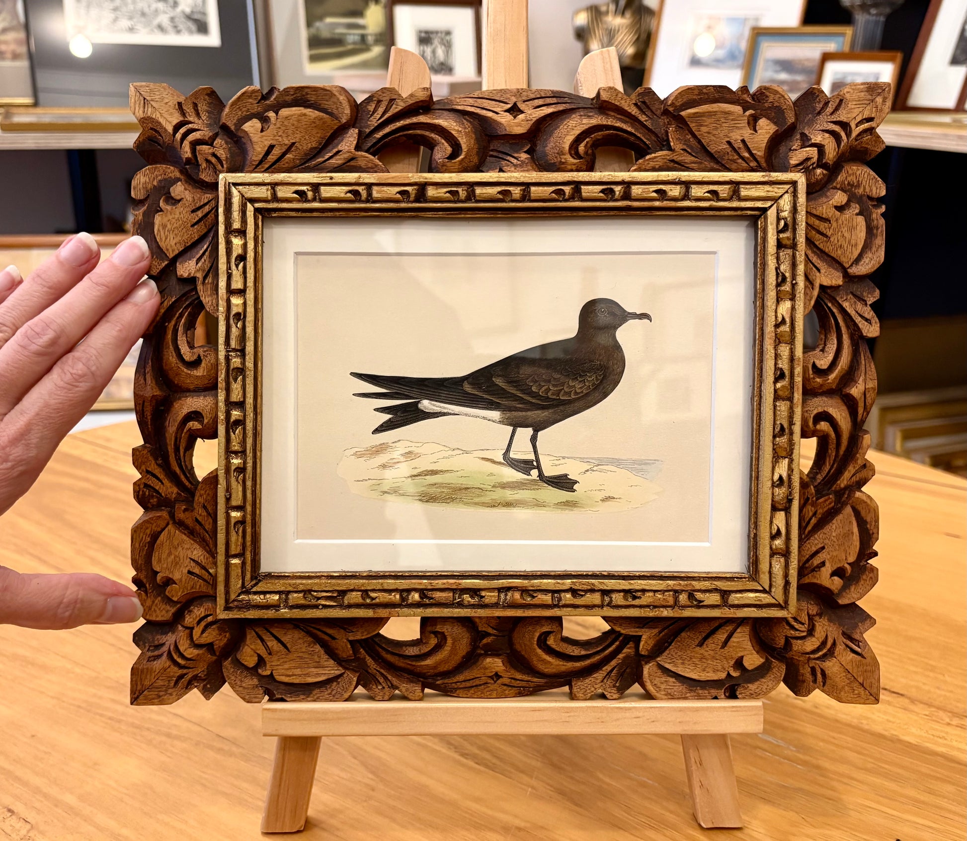 1860s Genuine antique, bird engraving, hand coloured, carved frame, original vintage art