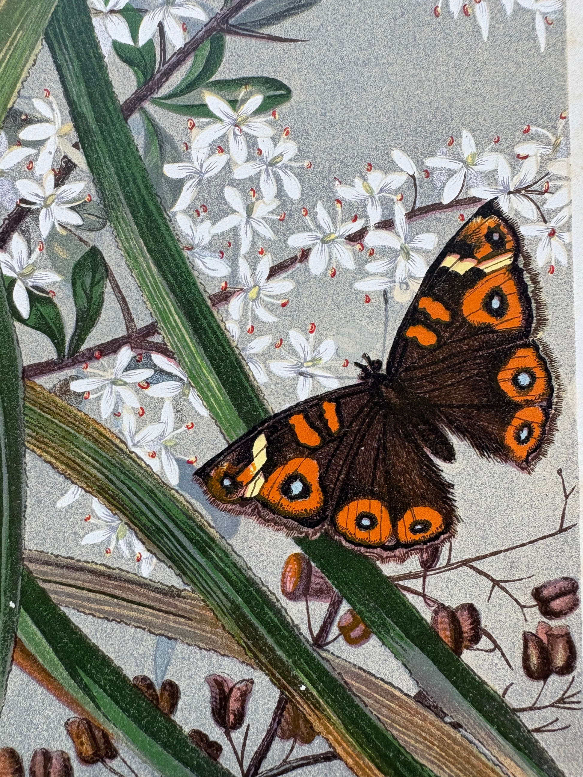 1891 Antique chromolithograph, Louisa A Meredith, Australian, botanical art, butterfly