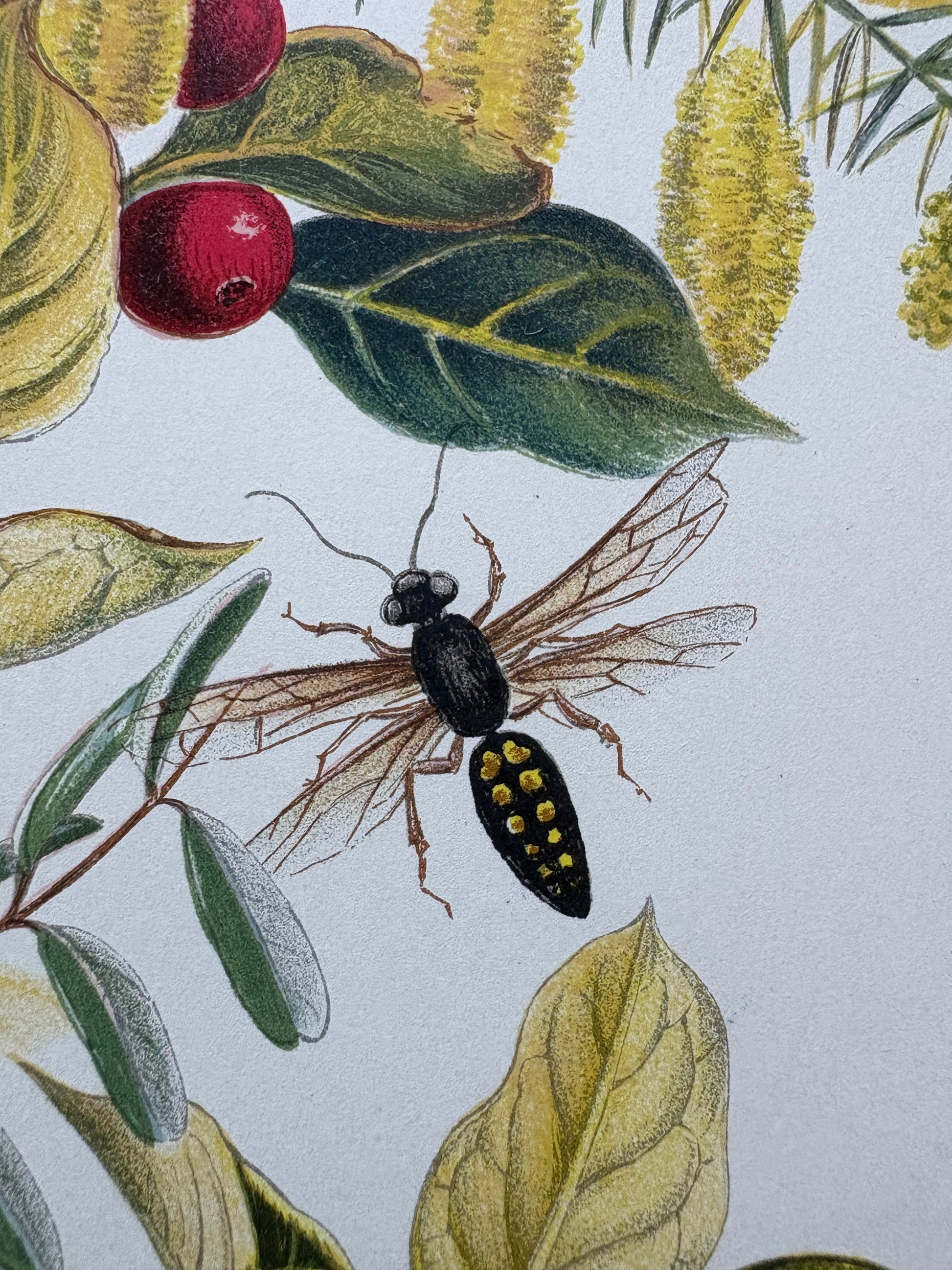 1891 Antique chromolithograph, Louisa A Meredith, Australian, botanical art, butterfly