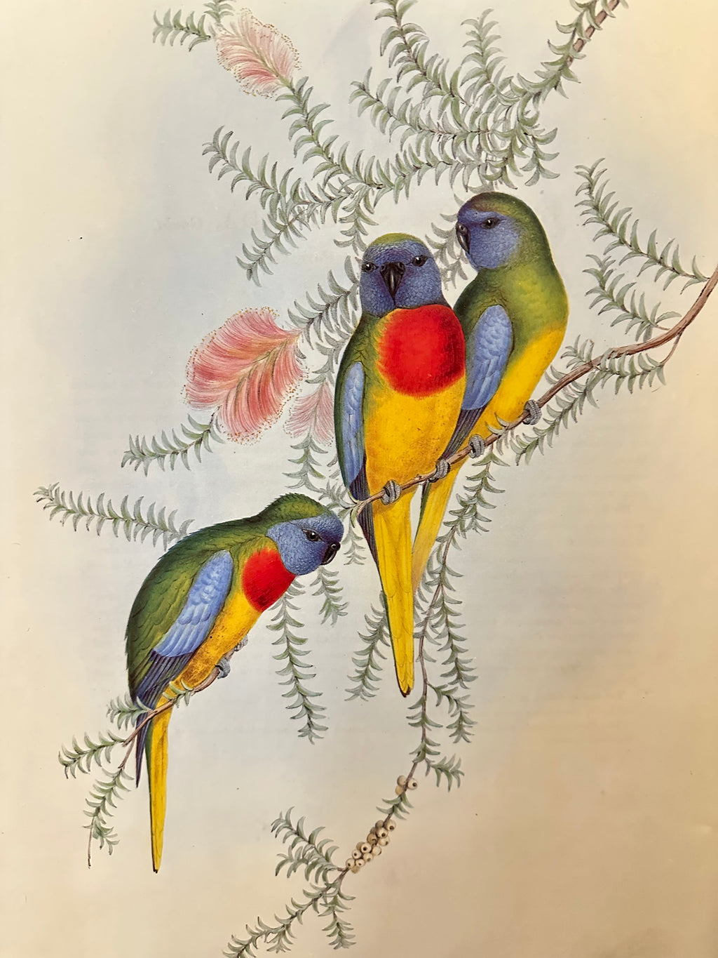 1989 Authentic limited Edition Gould print, Parakeet, vintage art
