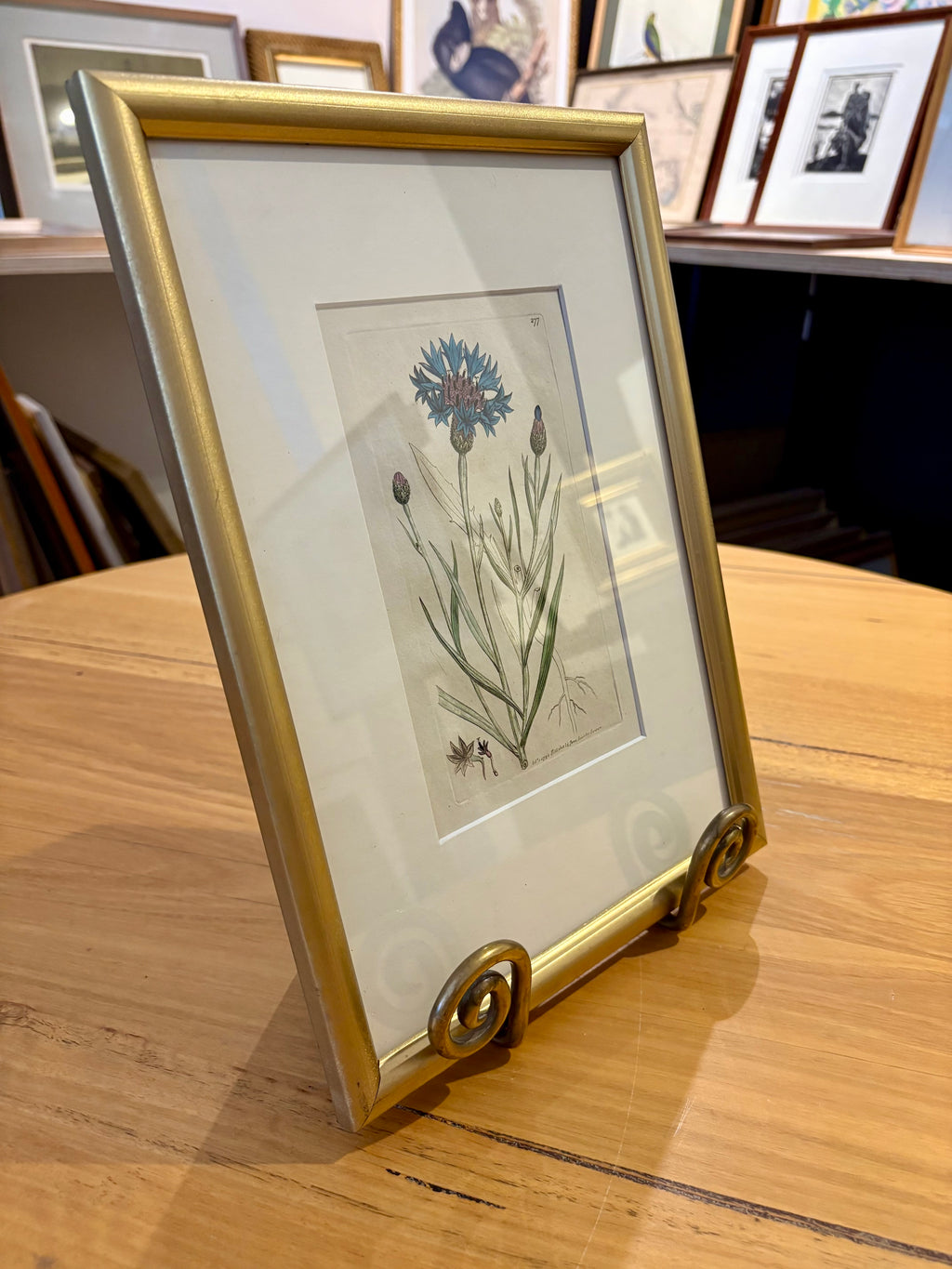 1795 antique botanical art engraving, cornflower, hand painted, framed art, flower