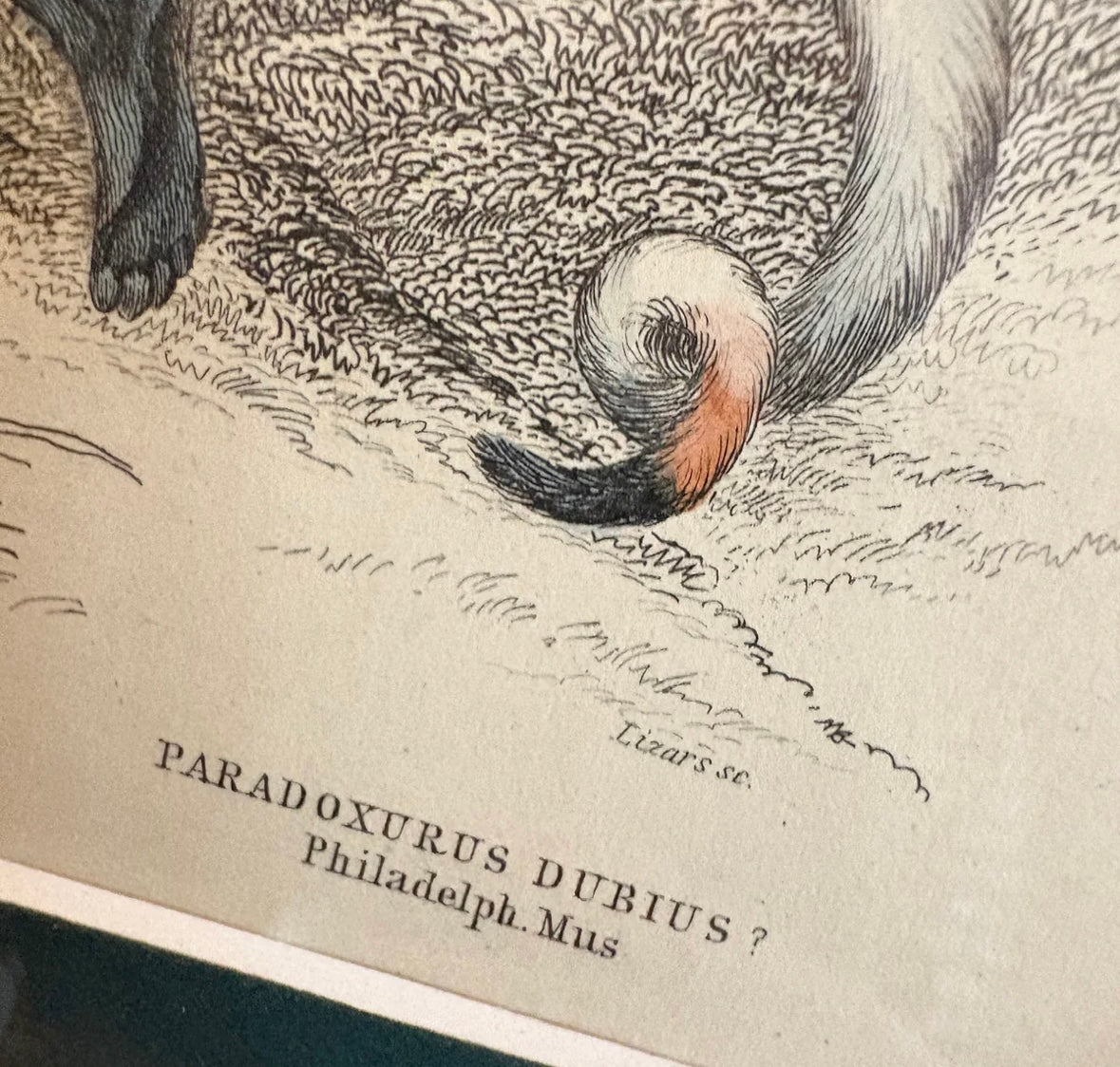 1830s Genuine antique, Palm Civet, engraving, hand coloured, framed original vintage wall art