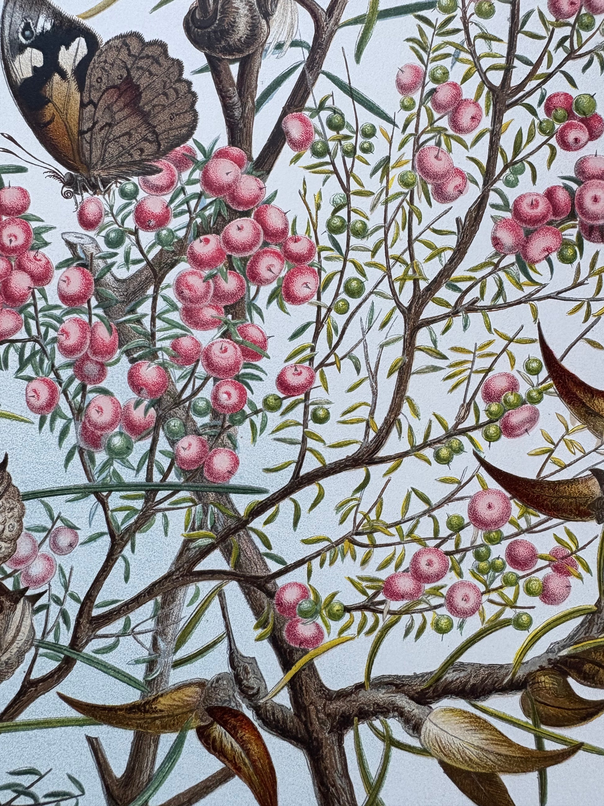 1891 Antique chromolithograph, Louisa A Meredith, Australian, botanical art, butterfly