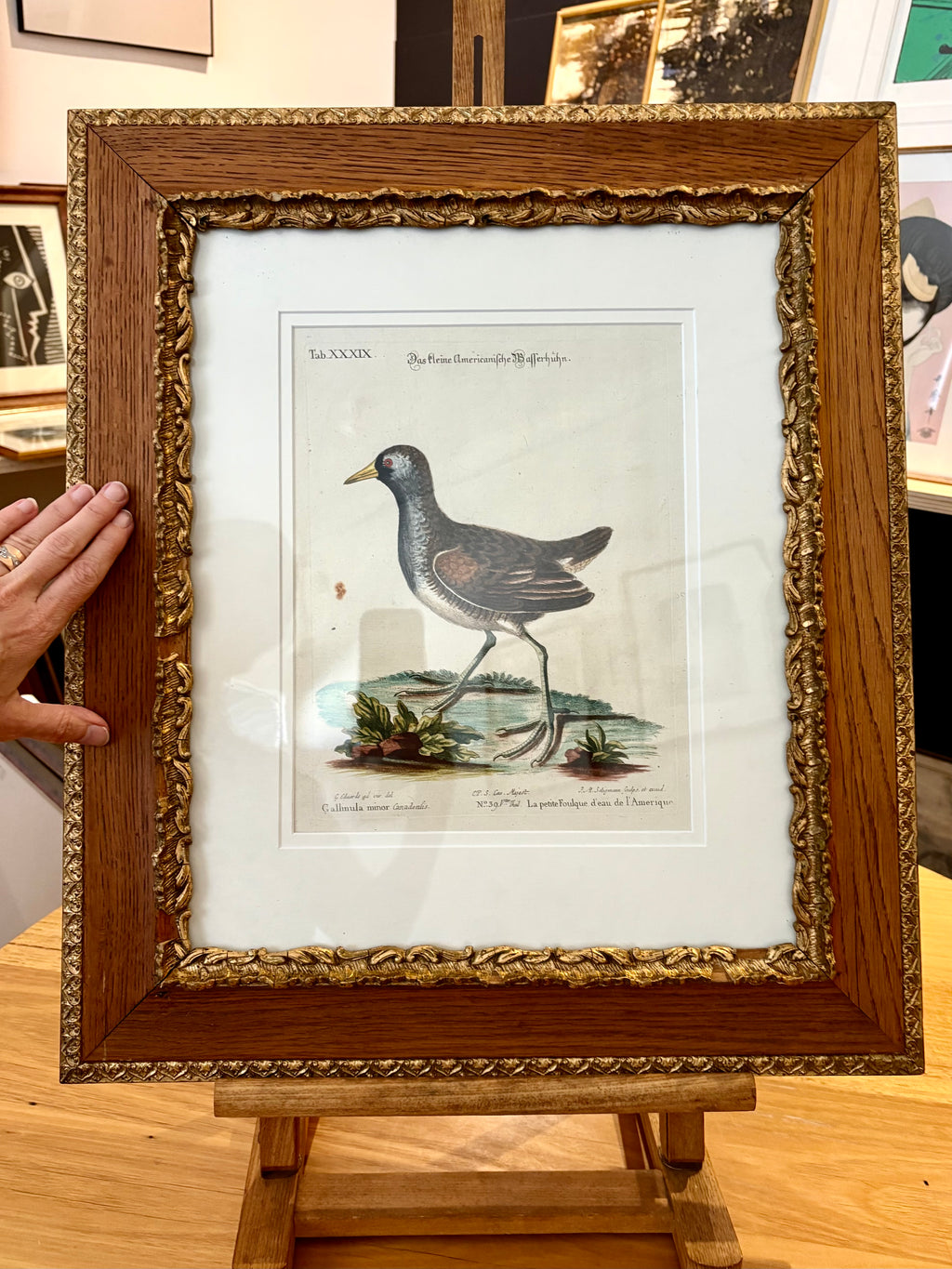 1760s Genuine antique, Bird, engraving, hand coloured, carved frame, original vintage art