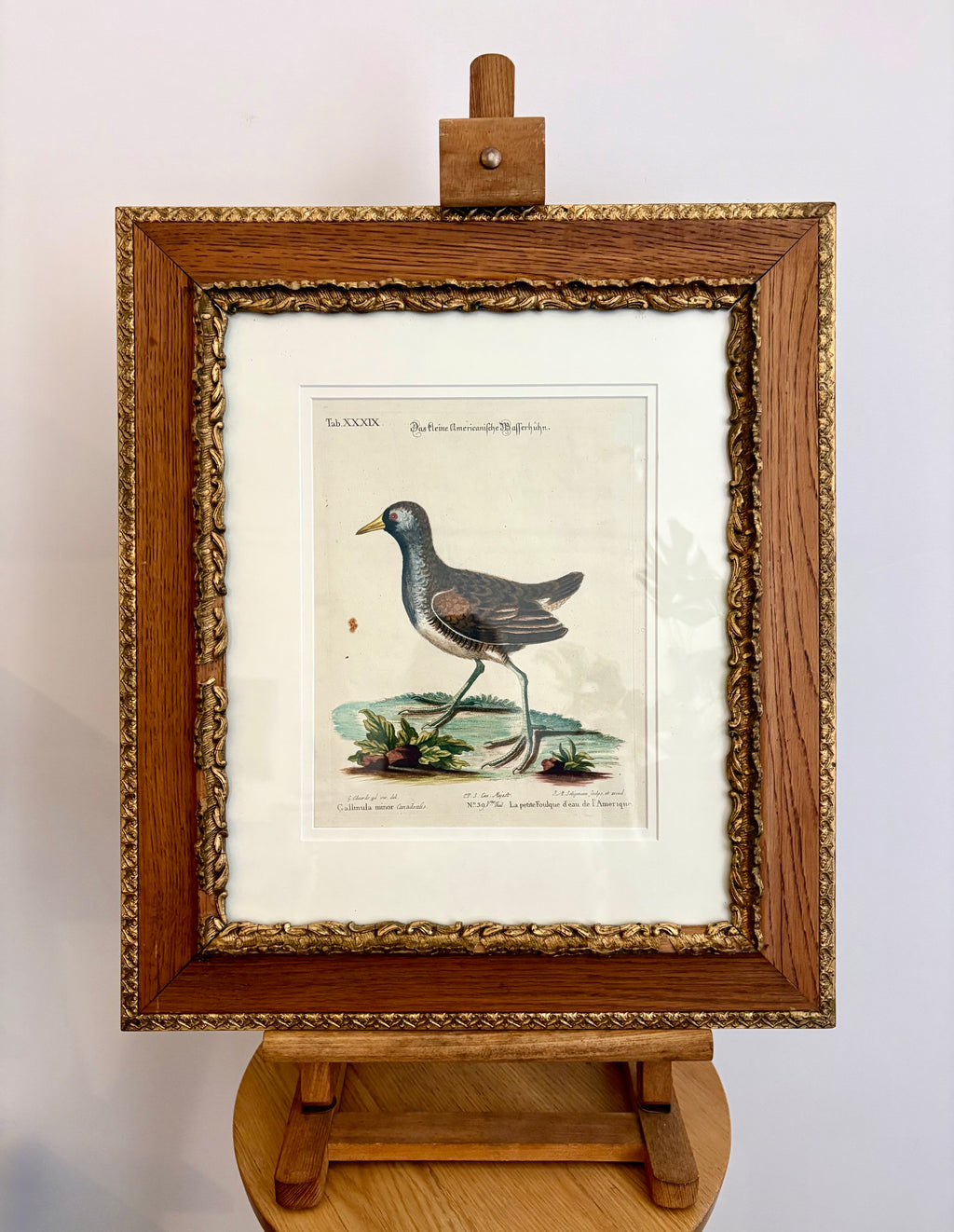 1760s Genuine antique, Bird, engraving, hand coloured, carved frame, original vintage art
