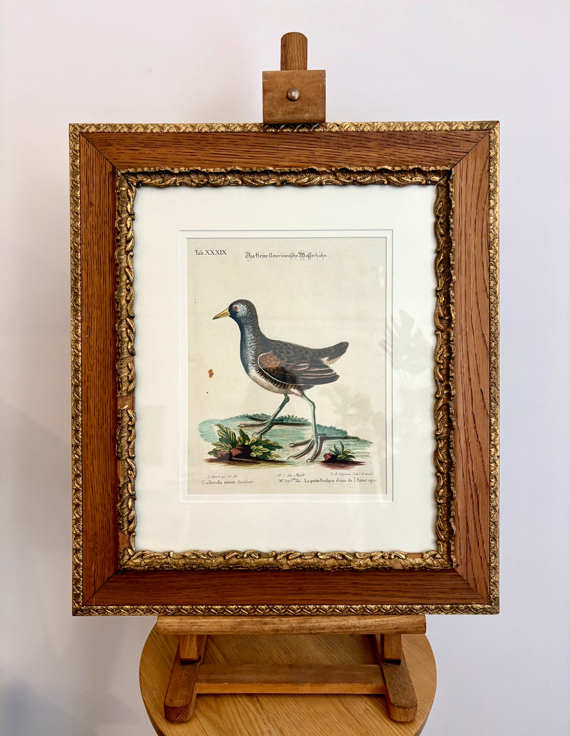 1760s Genuine antique, Bird, engraving, hand coloured, carved frame, original vintage art