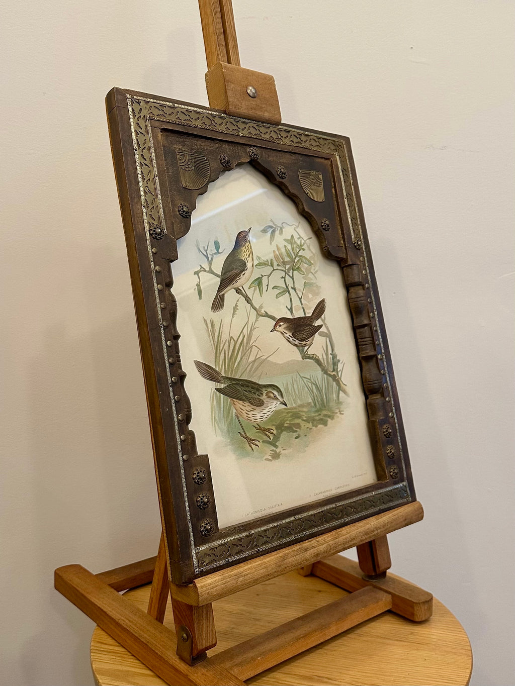 1891 Antique lithographic print, Gracius Broinowski,, Australian birds, framed art