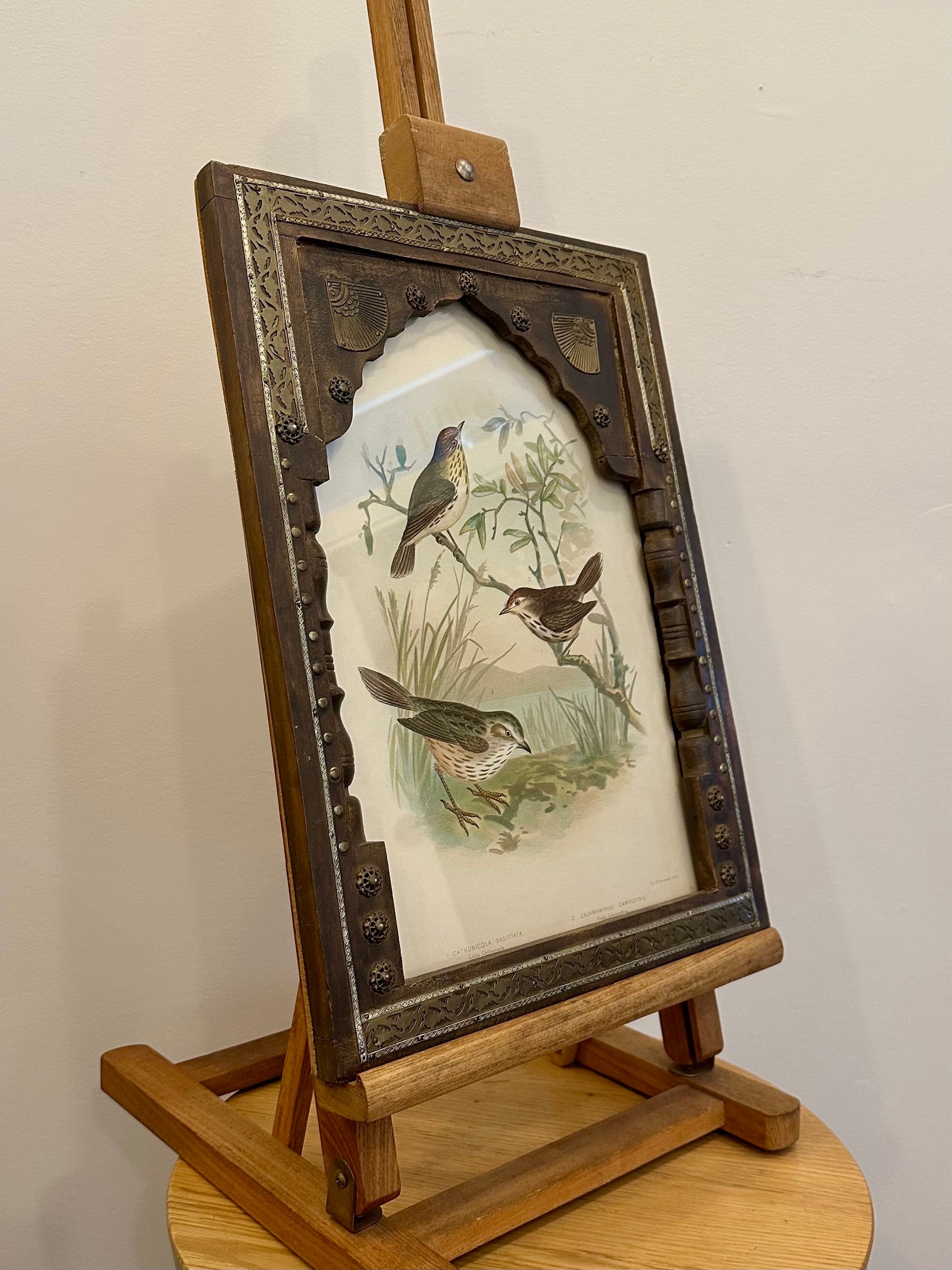 1891 Antique lithographic print, Gracius Broinowski,, Australian birds, framed art
